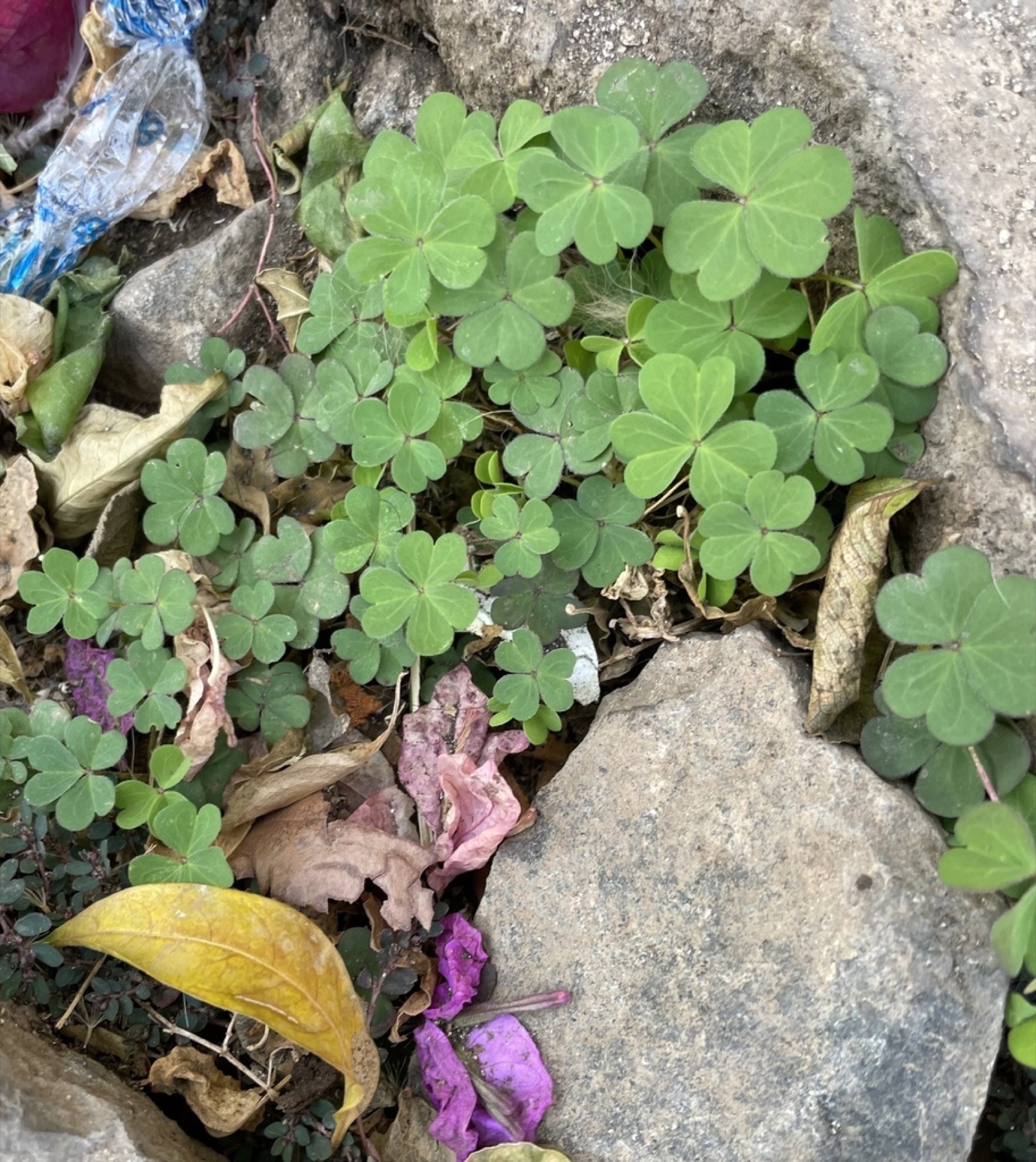 Creeping Woodsorrel — photo 16