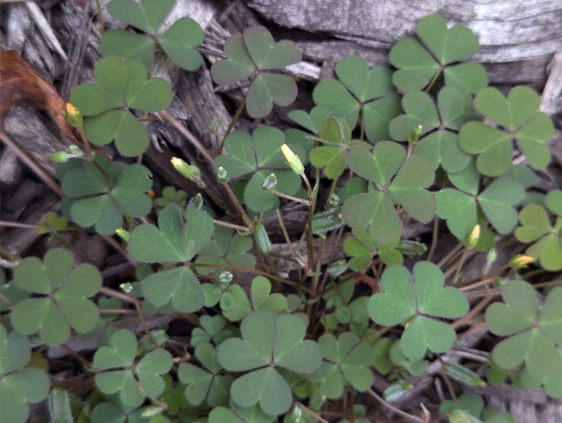 Creeping Woodsorrel — photo 17