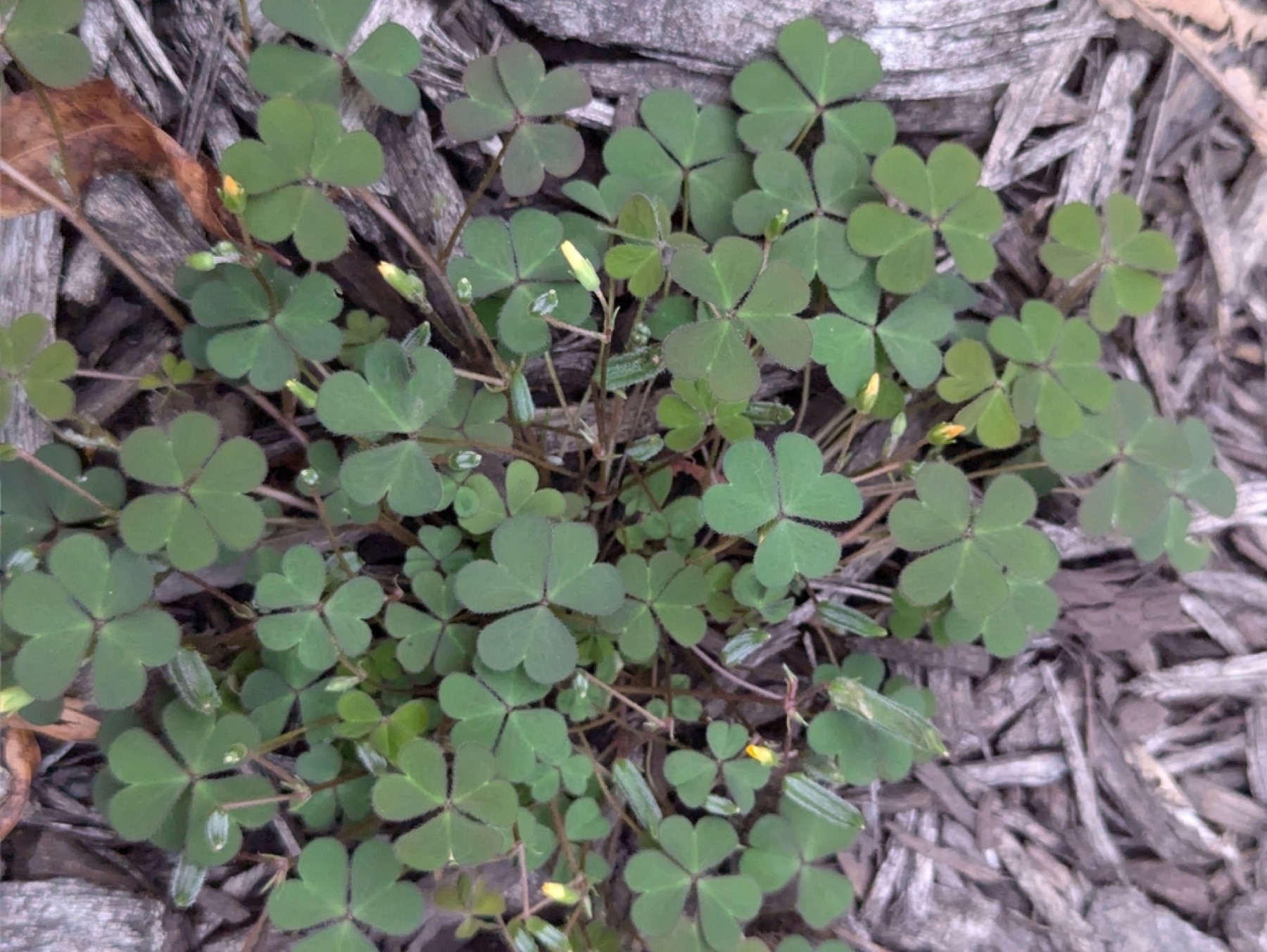Creeping Woodsorrel — photo 18