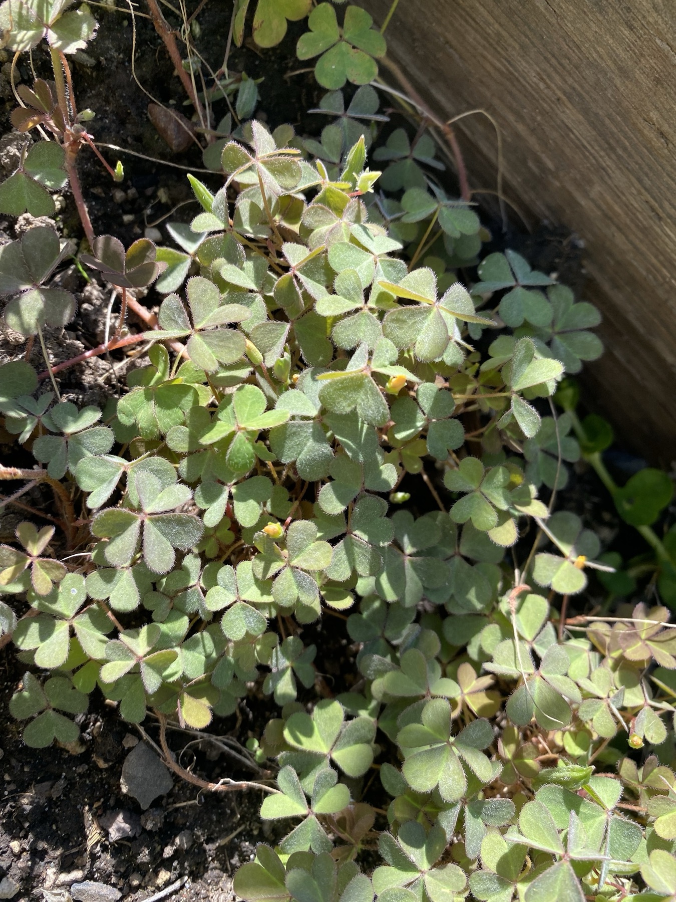 Creeping Woodsorrel — photo 19