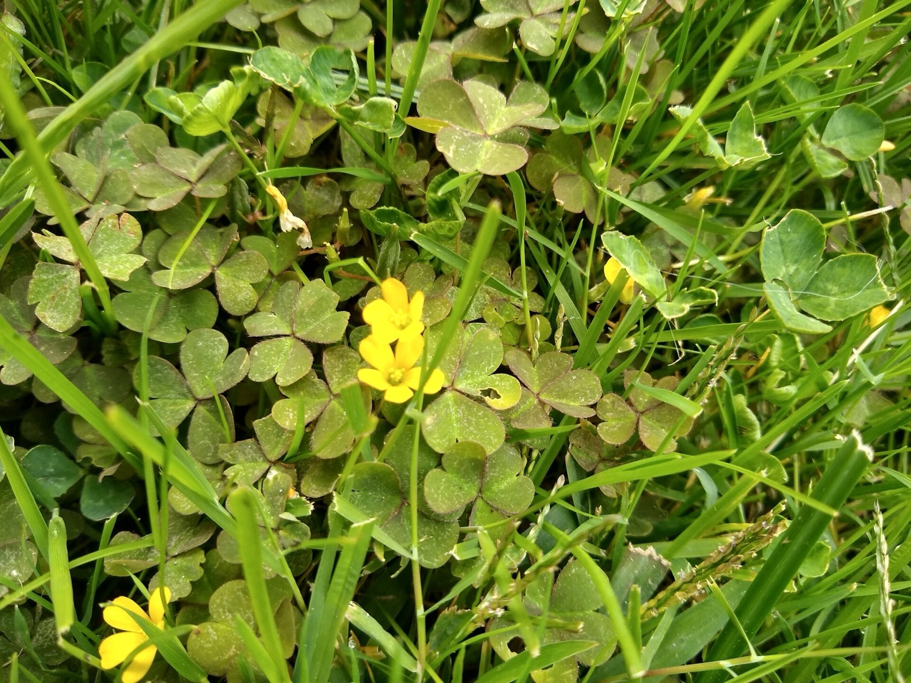 Creeping Woodsorrel — photo 20