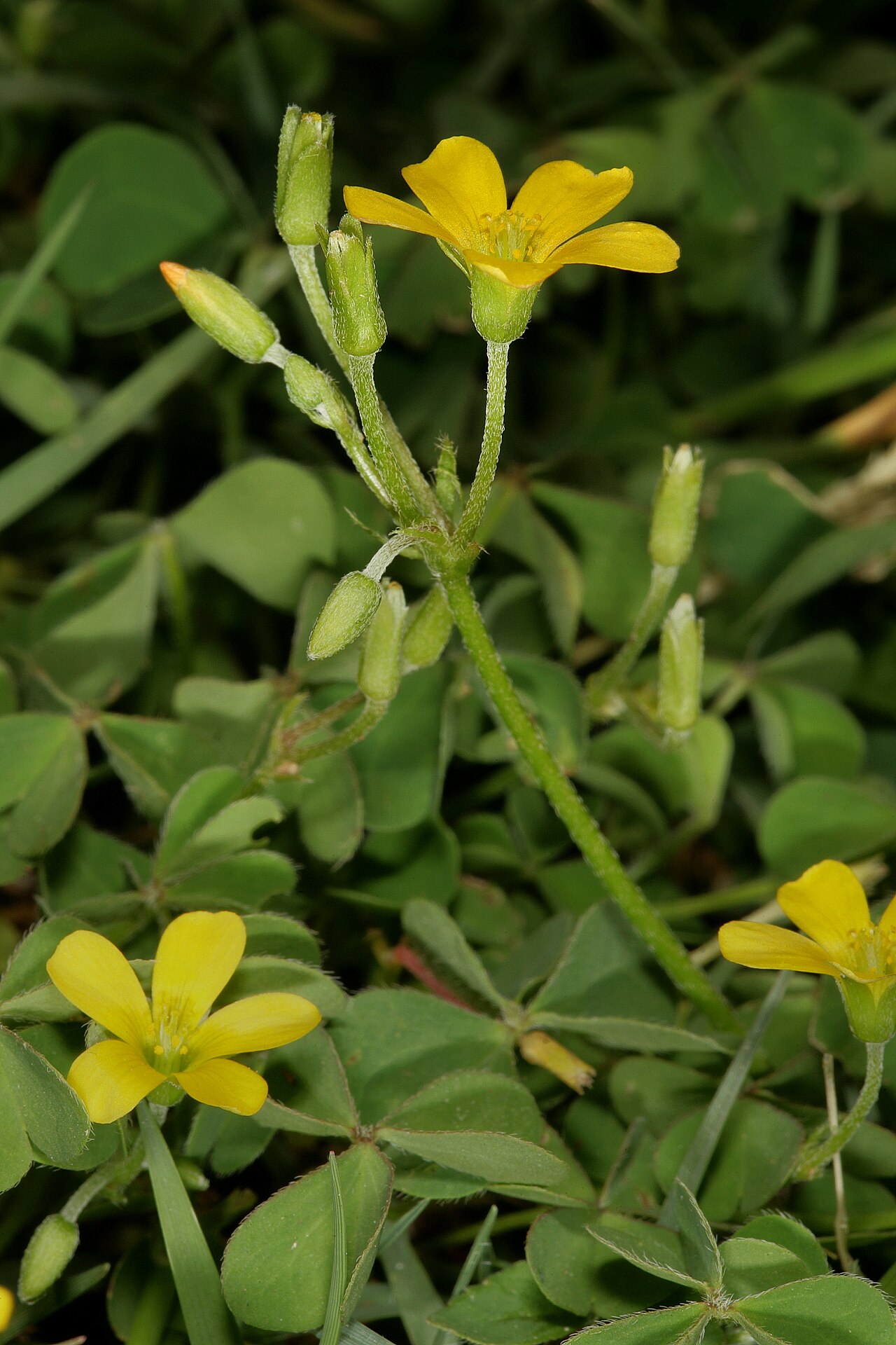 Creeping Woodsorrel — photo 3