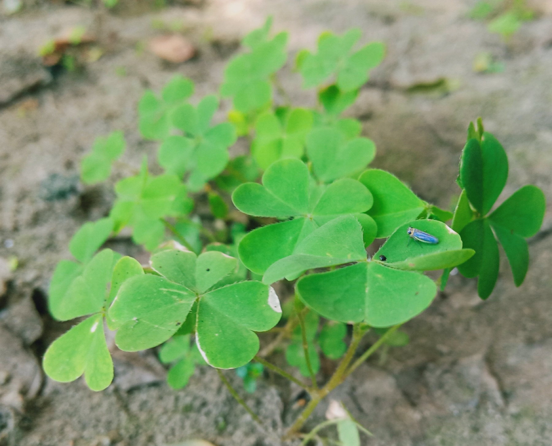 Creeping Woodsorrel — photo 21