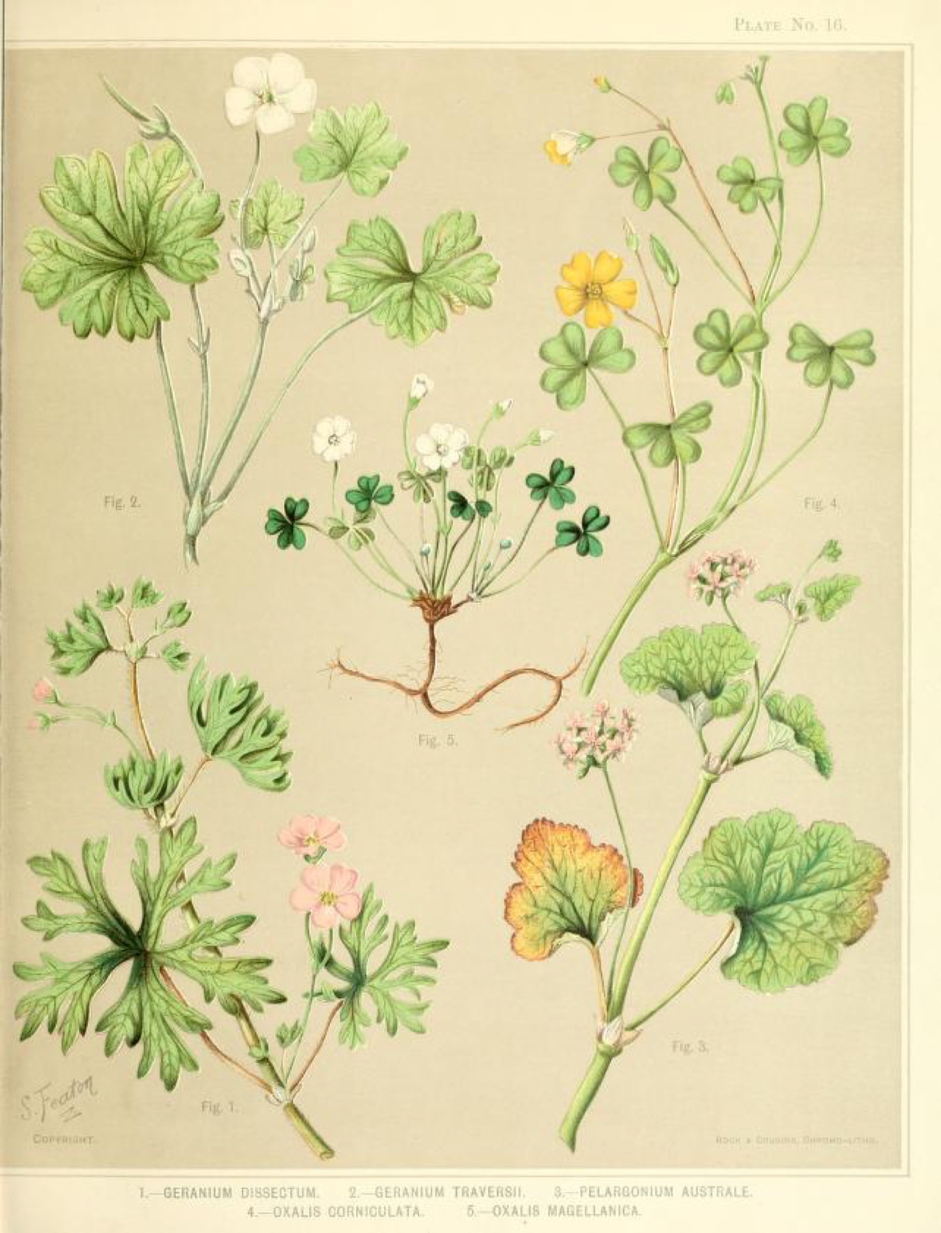 Creeping Woodsorrel — photo 22
