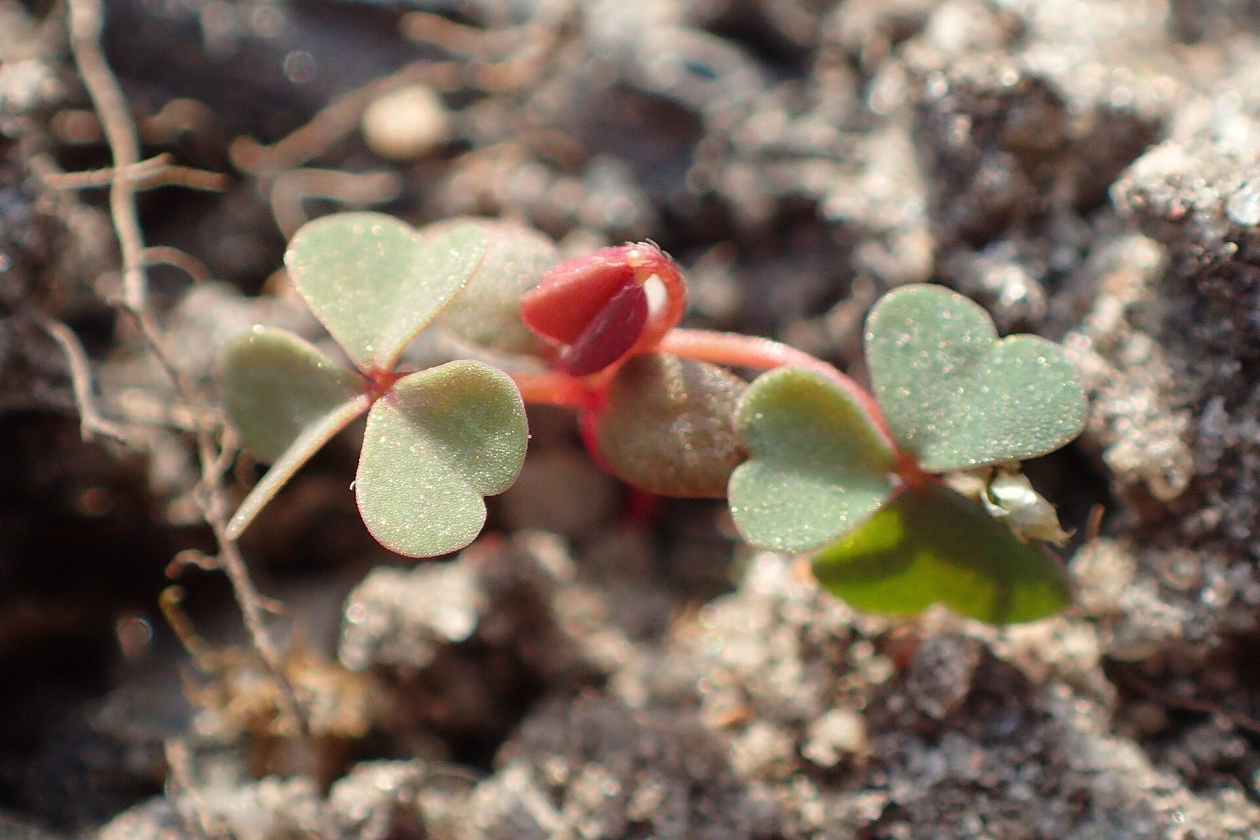 Creeping Woodsorrel — photo 23