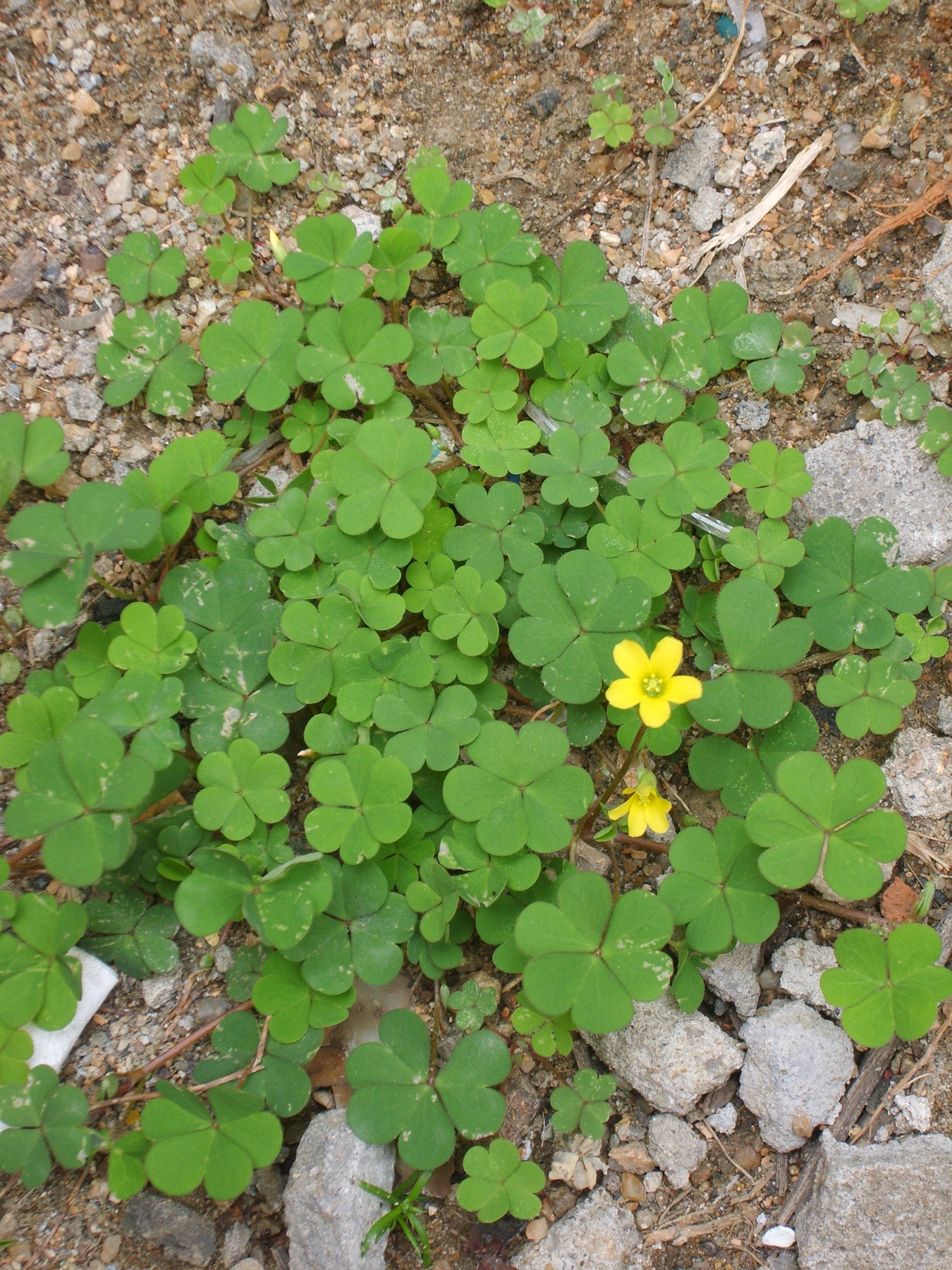 Creeping Woodsorrel