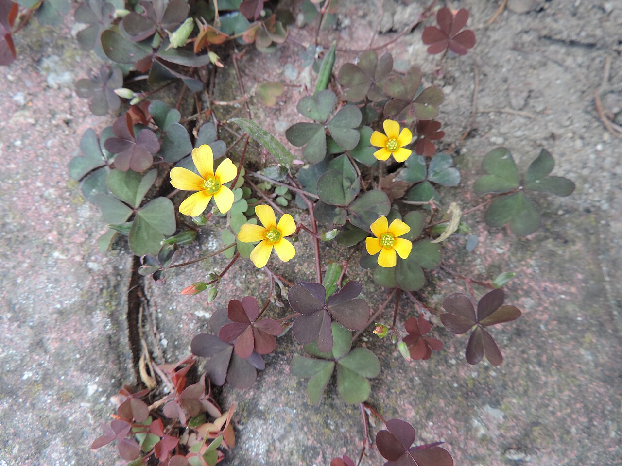 Creeping Woodsorrel — photo 4
