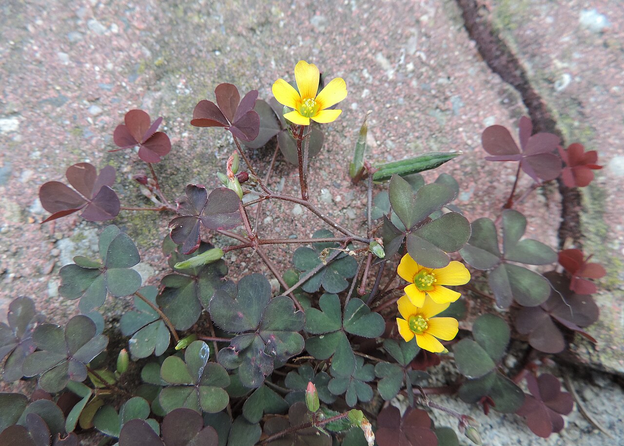 Creeping Woodsorrel — photo 5