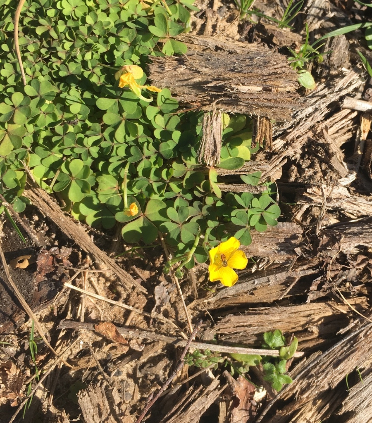 Creeping Woodsorrel — photo 6
