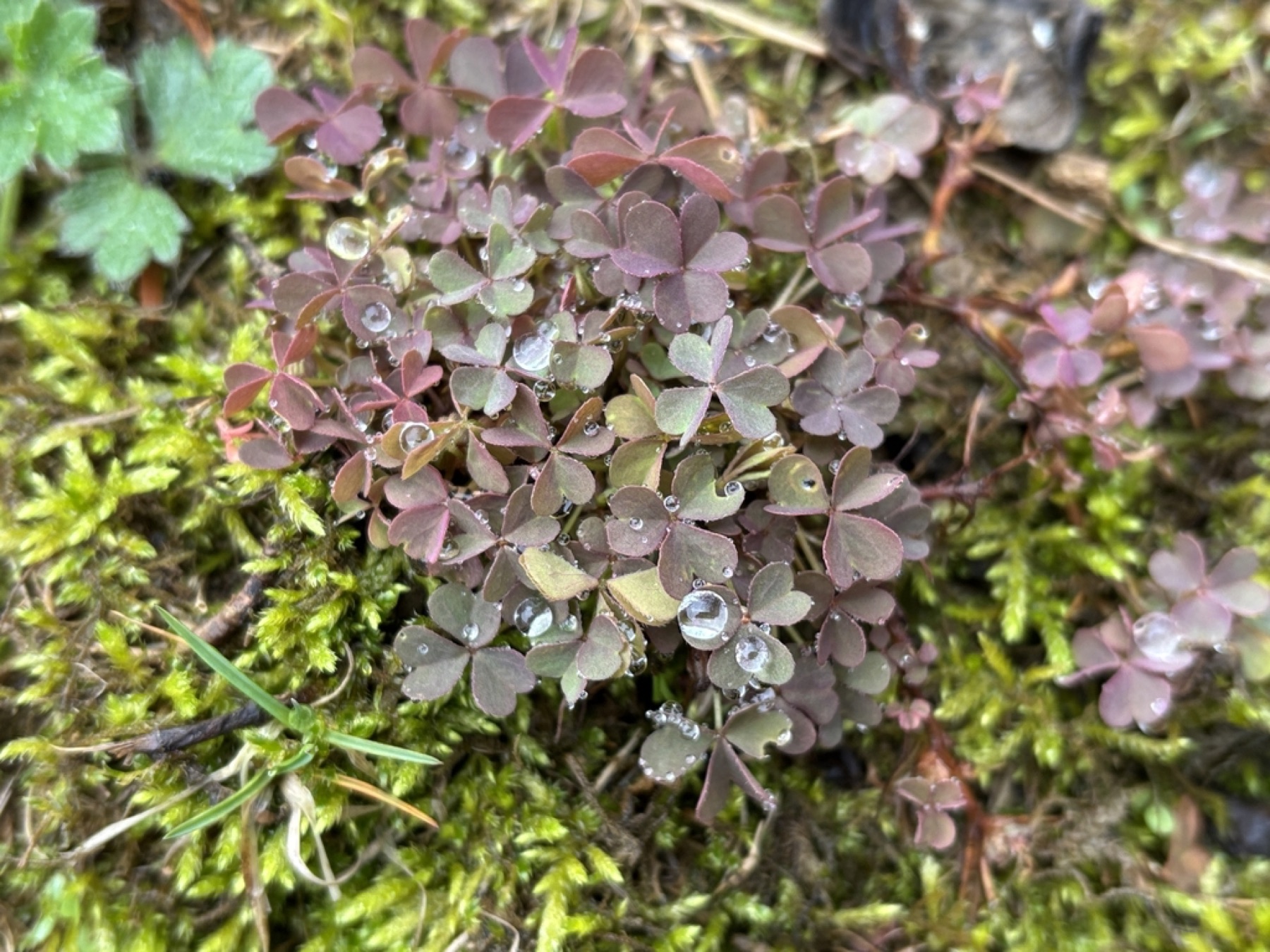 Creeping Woodsorrel — photo 7