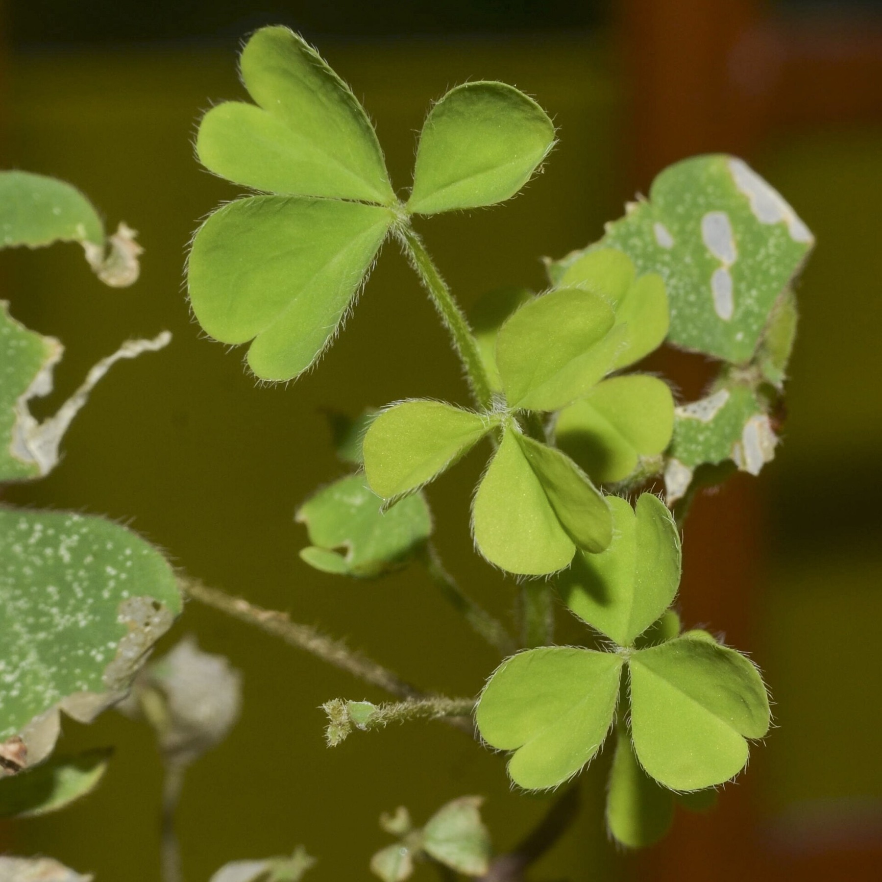 Creeping Woodsorrel — photo 8