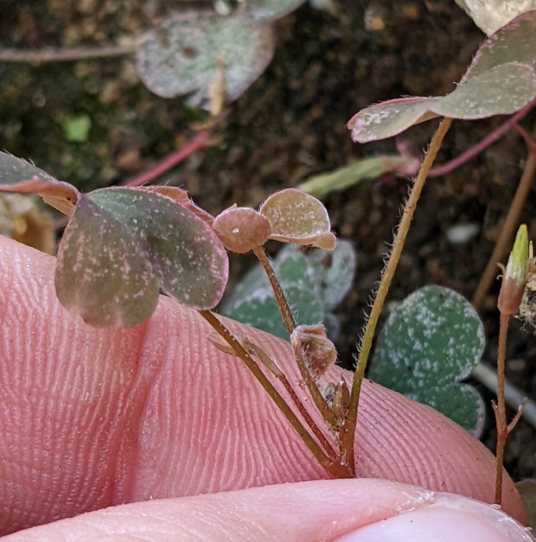 Creeping Woodsorrel — photo 9