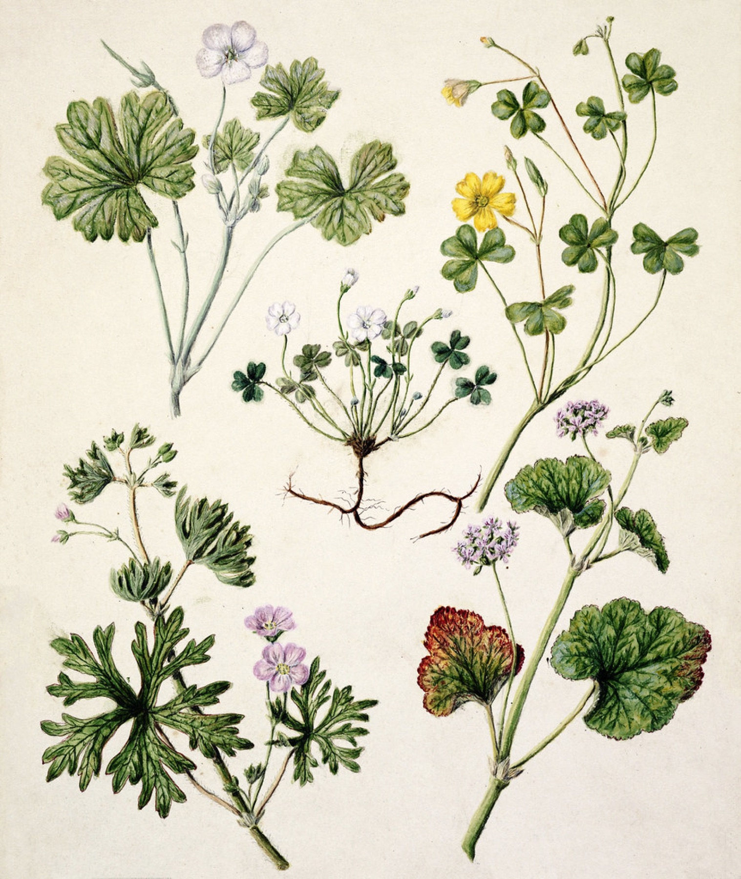 Creeping Woodsorrel — photo 10