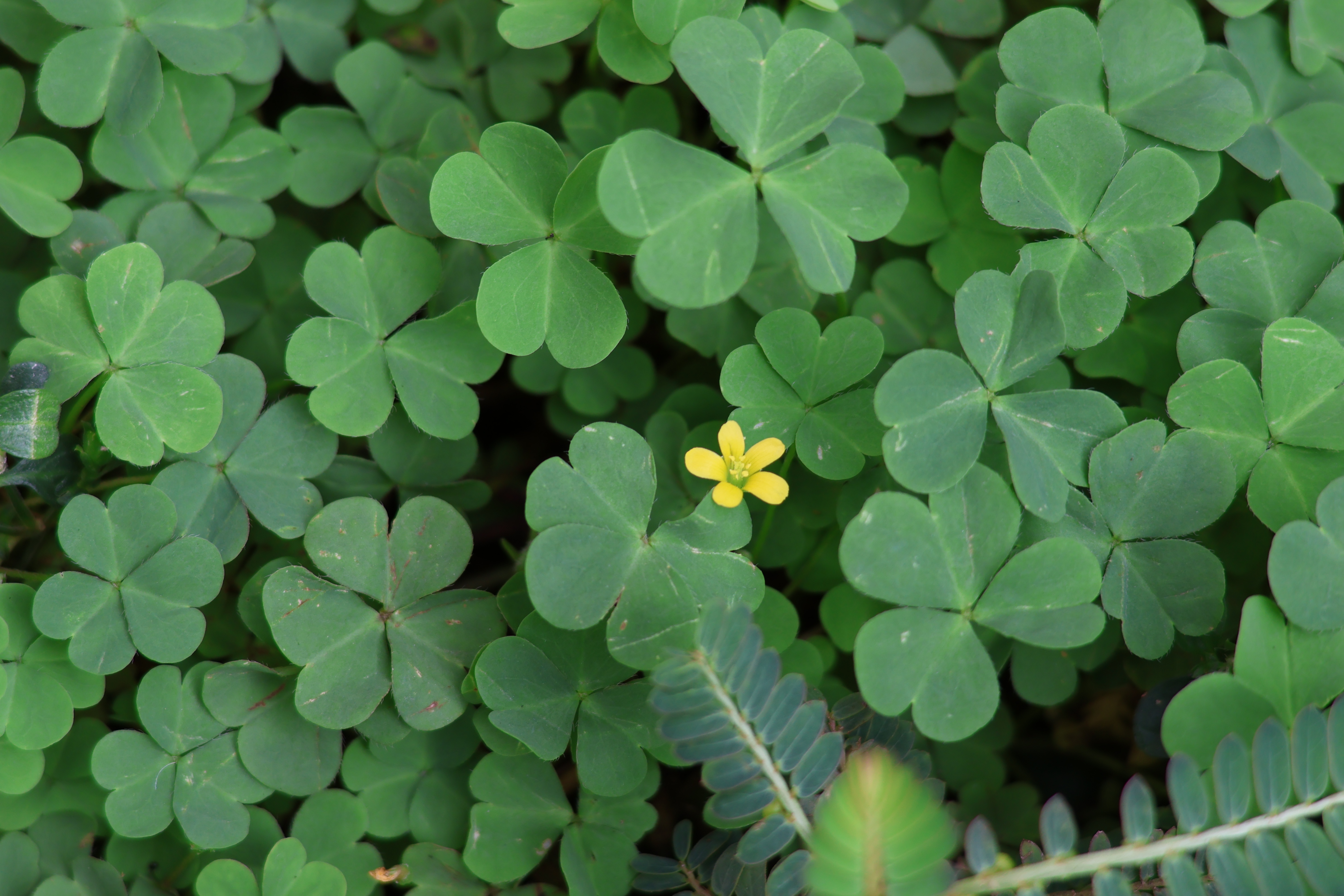 Creeping Woodsorrel — photo 2