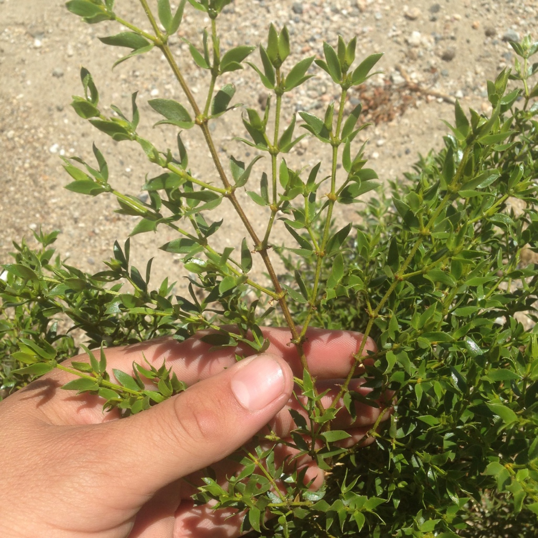 Creosote Bush — photo 6