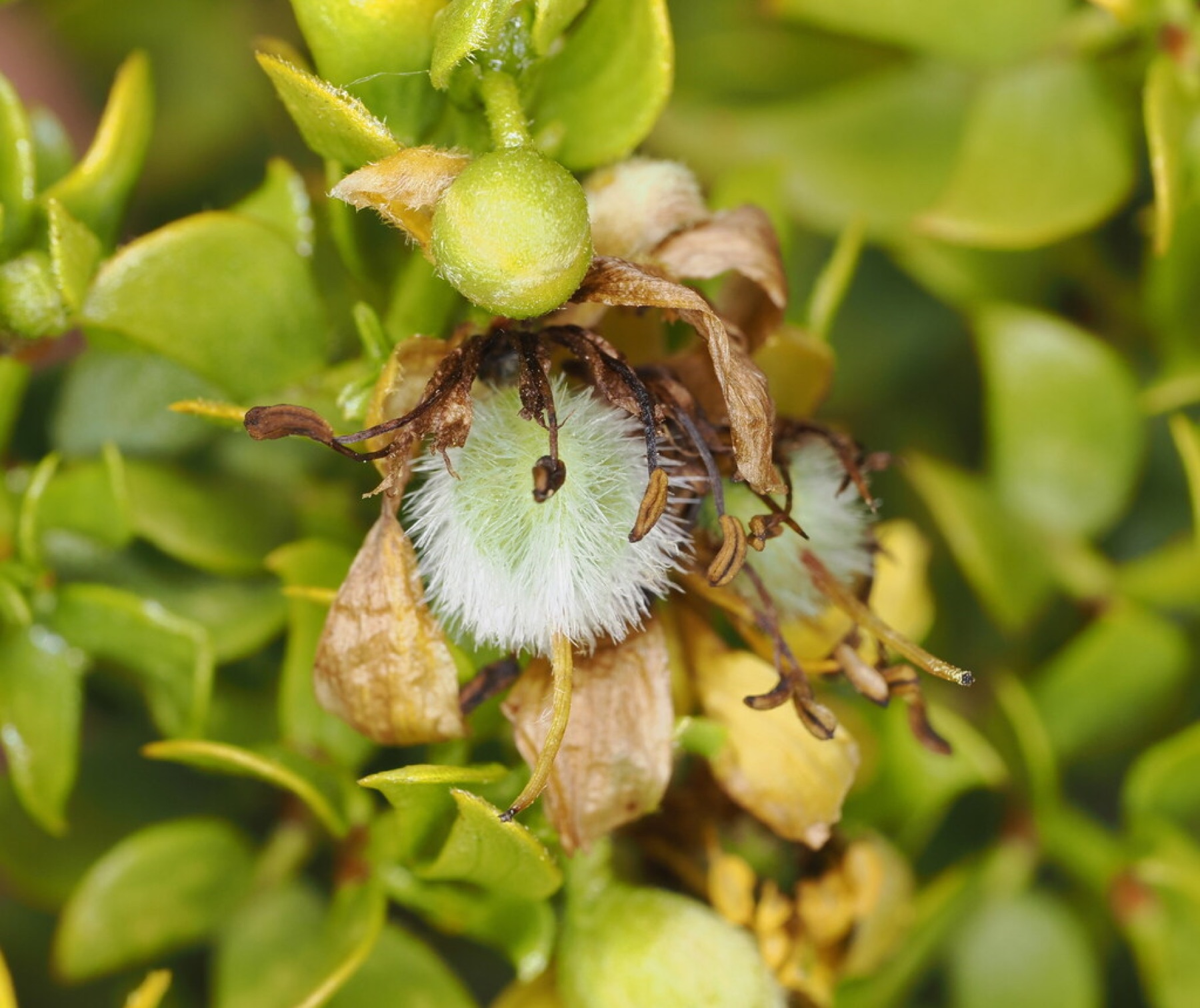 Creosote Bush — photo 7