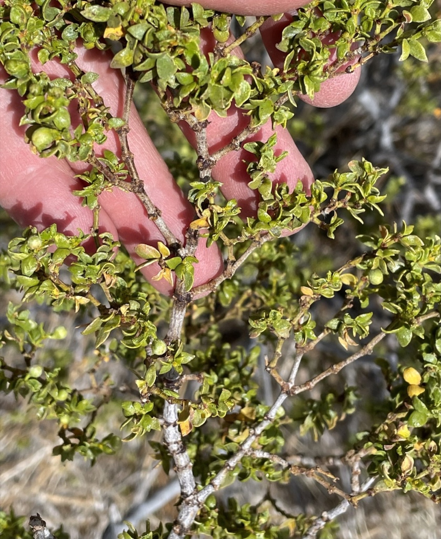 Creosote Bush — photo 8