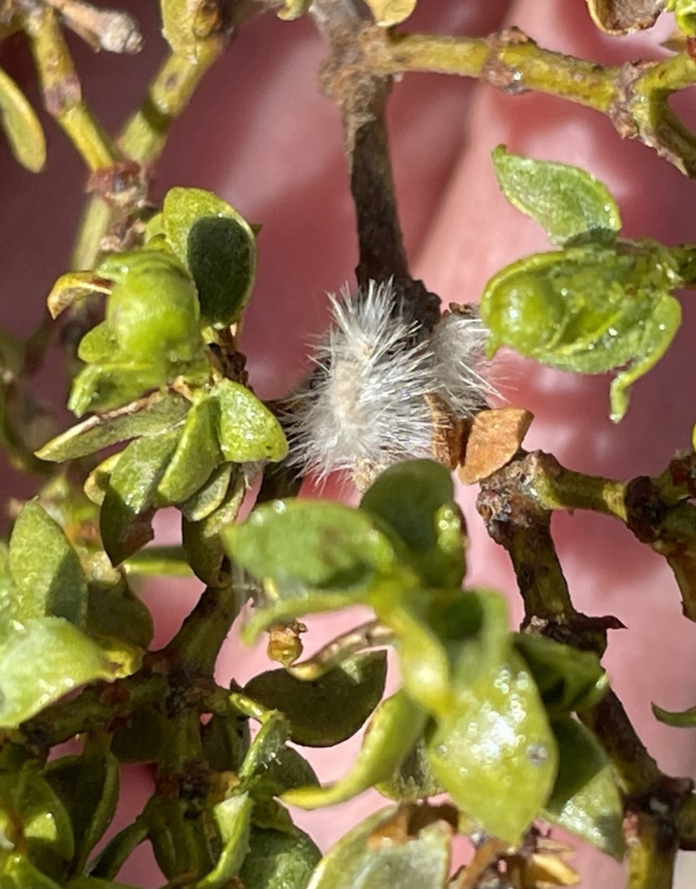 Creosote Bush — photo 9