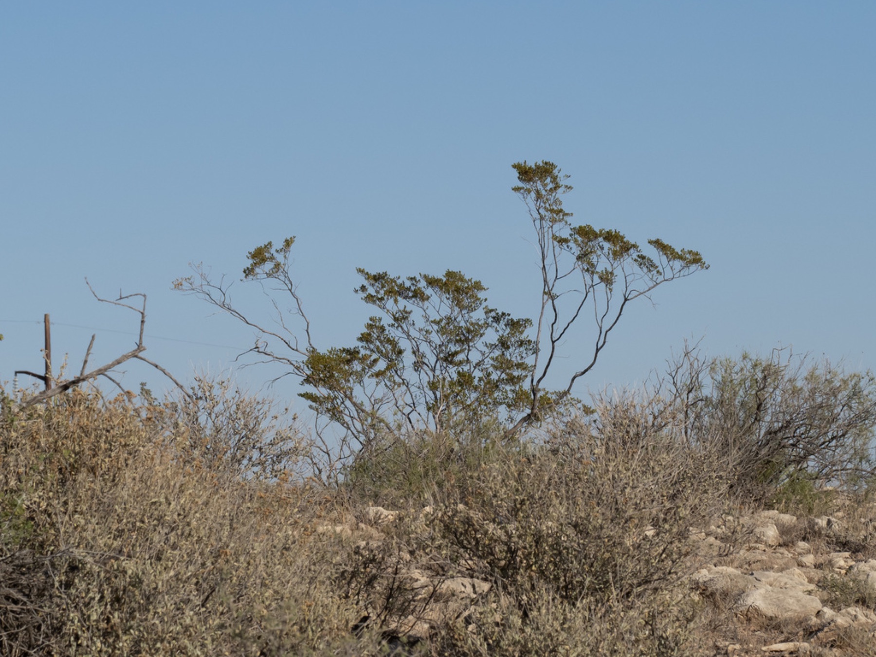 Creosote Bush — photo 10