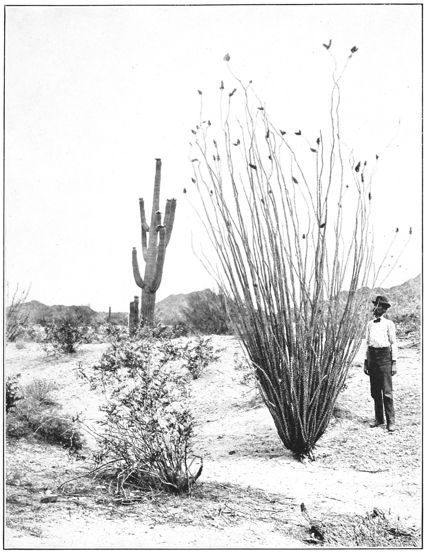 Creosote Bush — photo 11
