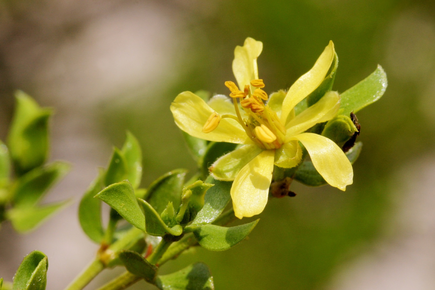 Creosote Bush — photo 12