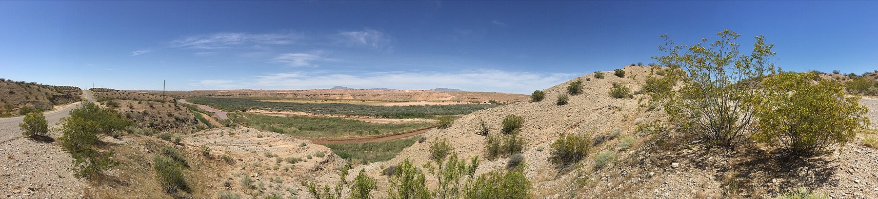 Creosote Bush — photo 13