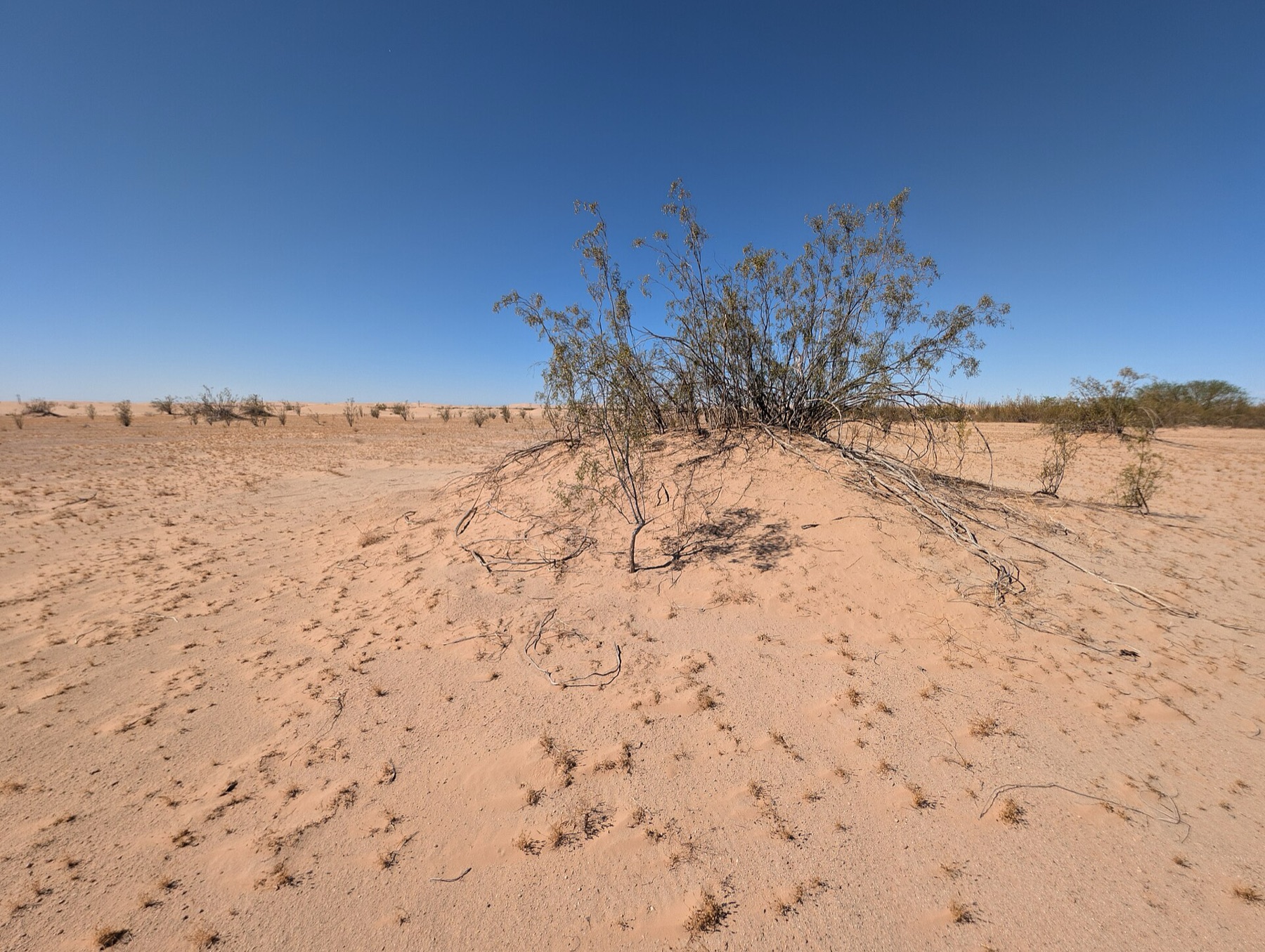 Creosote Bush — photo 14