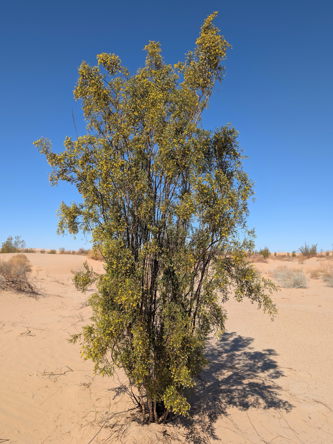 Creosote Bush — photo 15