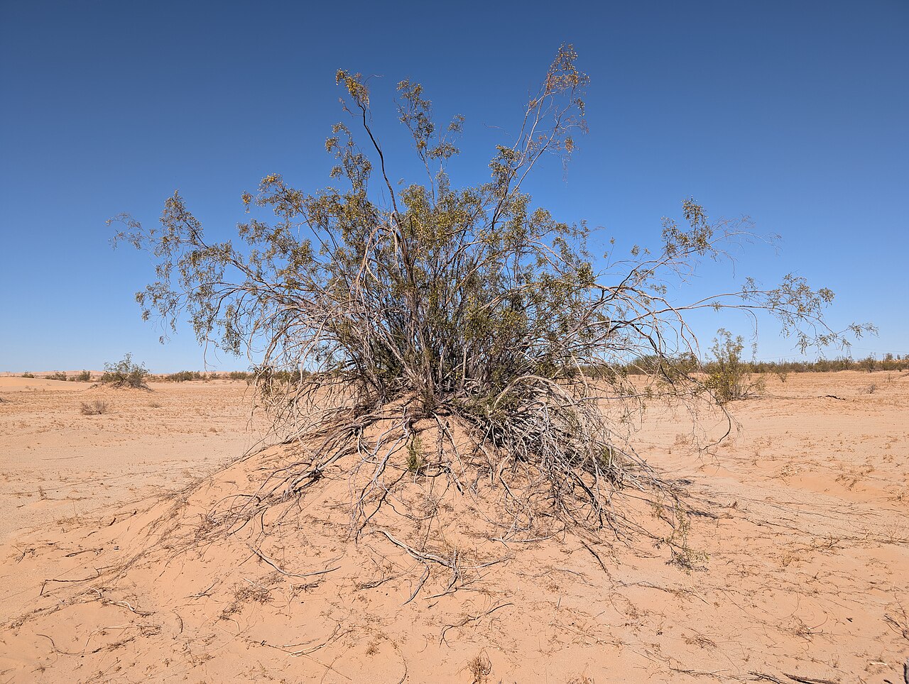 Creosote Bush — photo 24
