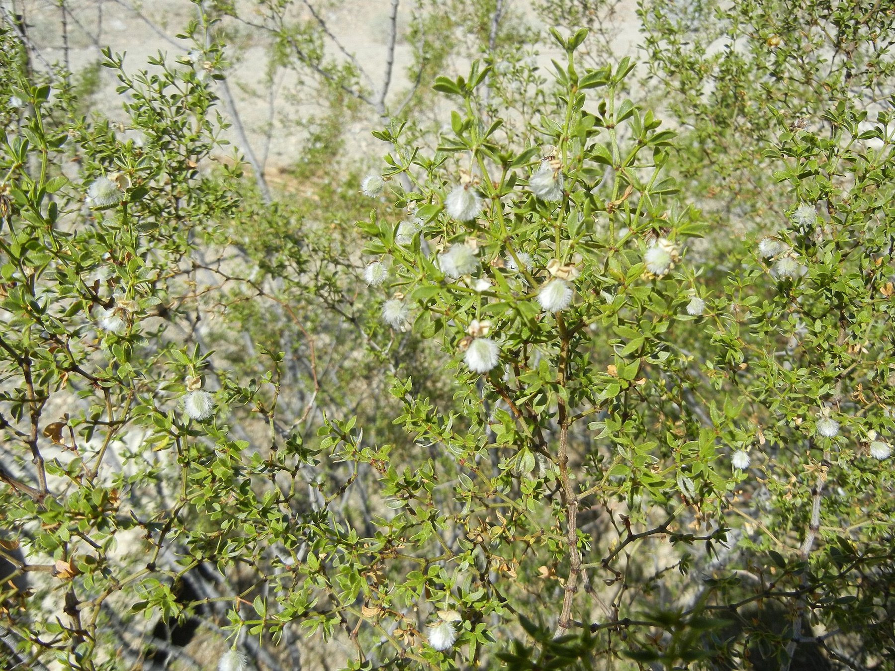 Creosote Bush — photo 16