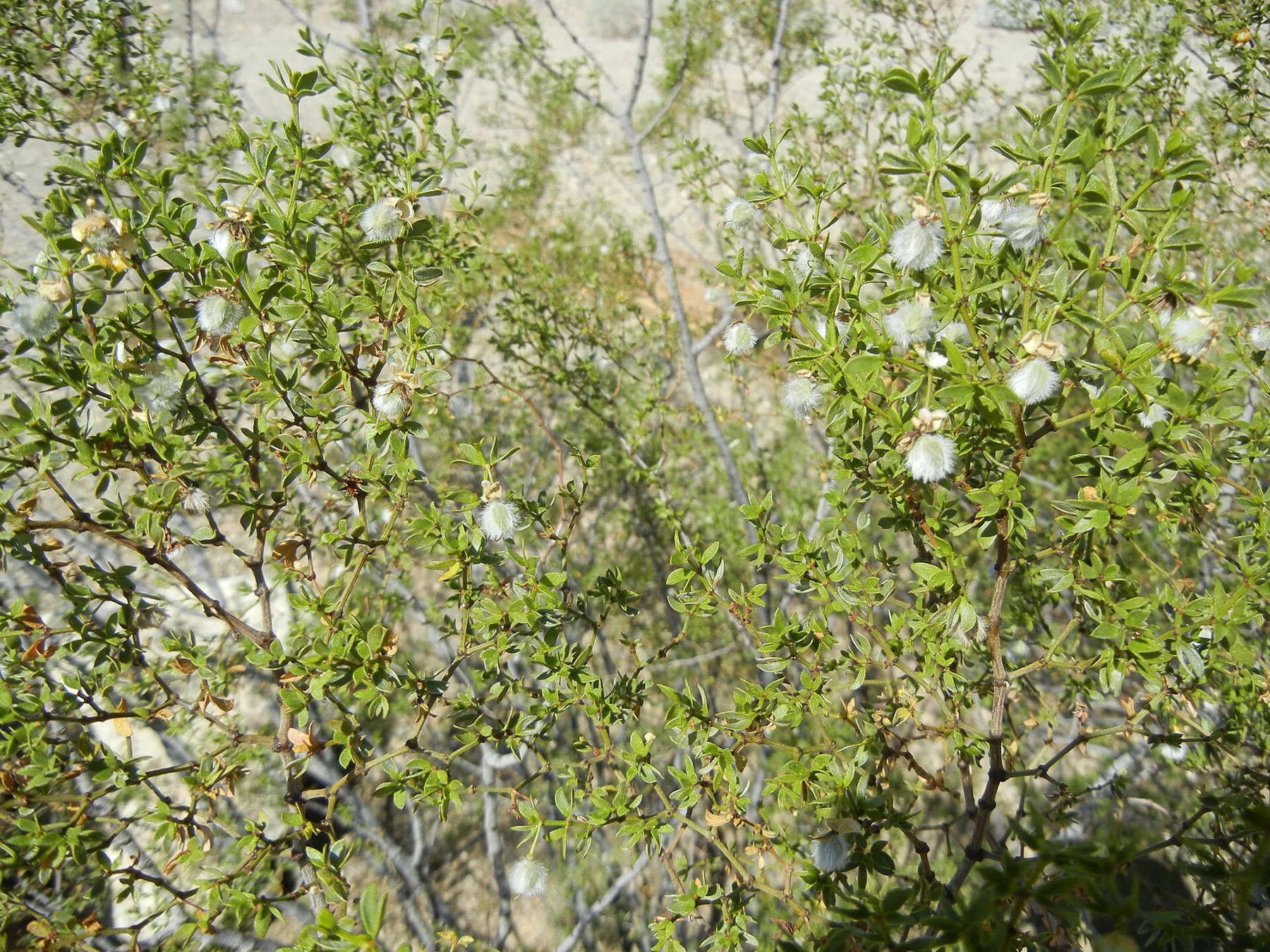 Creosote Bush — photo 17