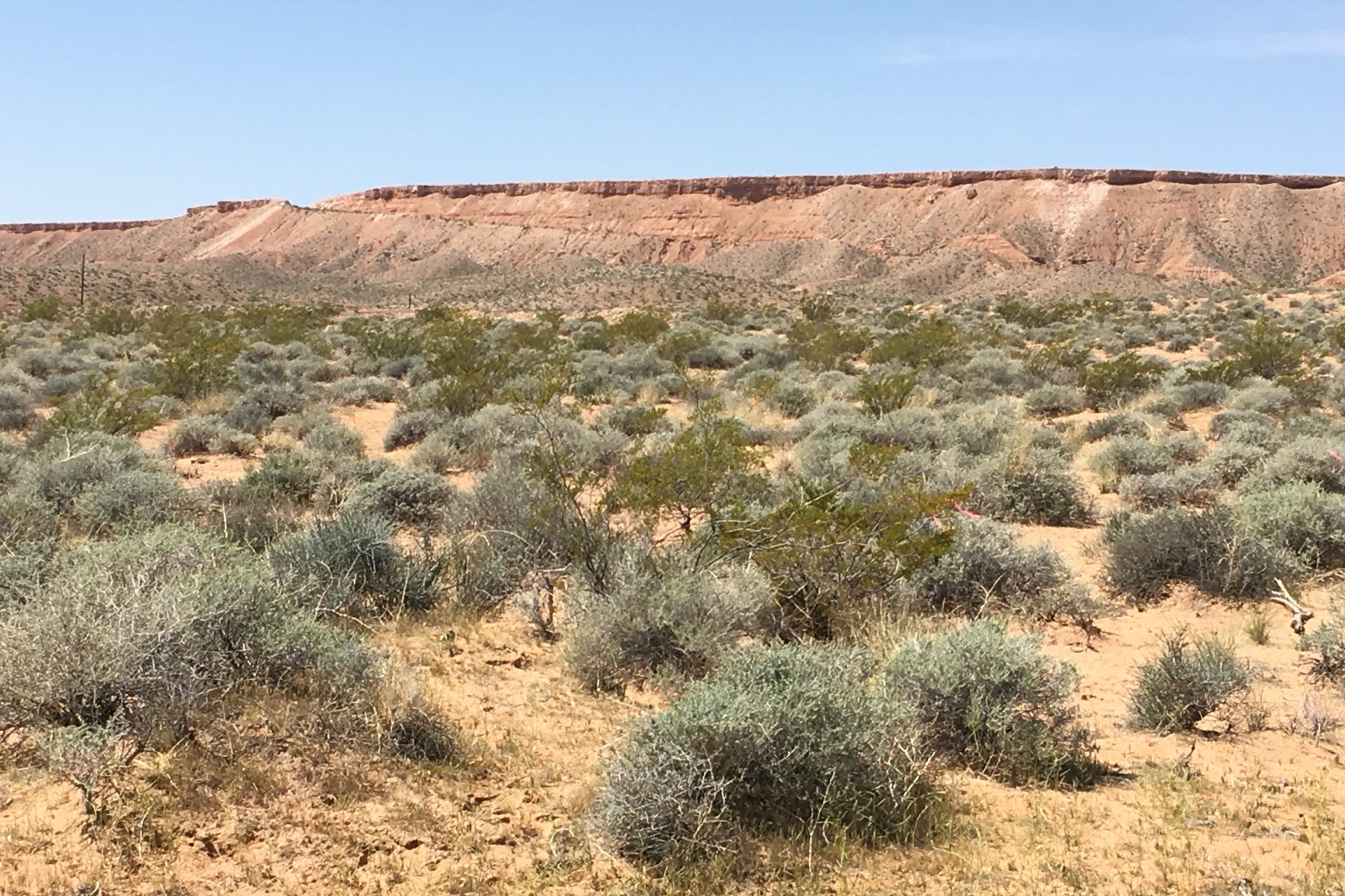 Creosote Bush — photo 18