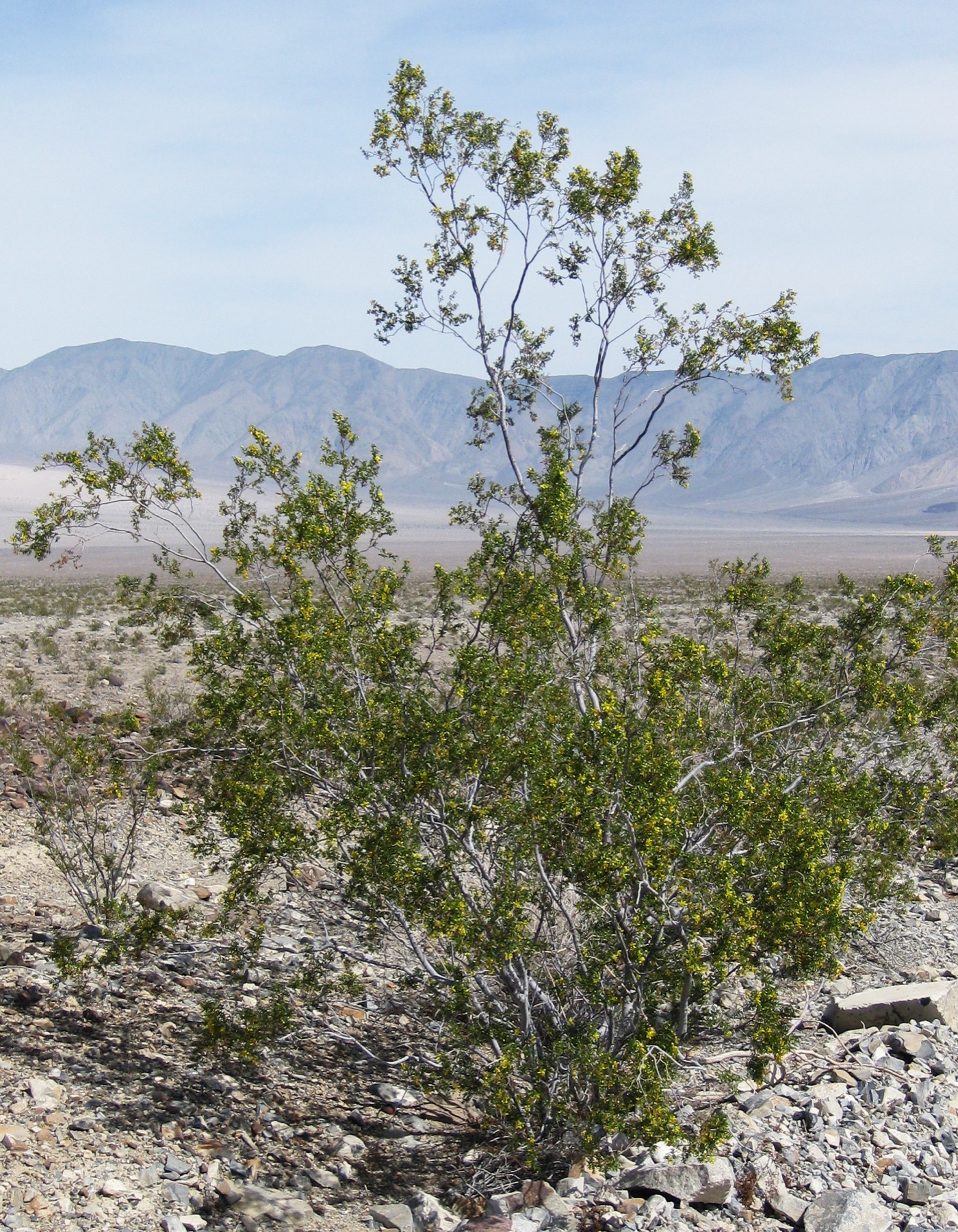 Creosote Bush — photo 19
