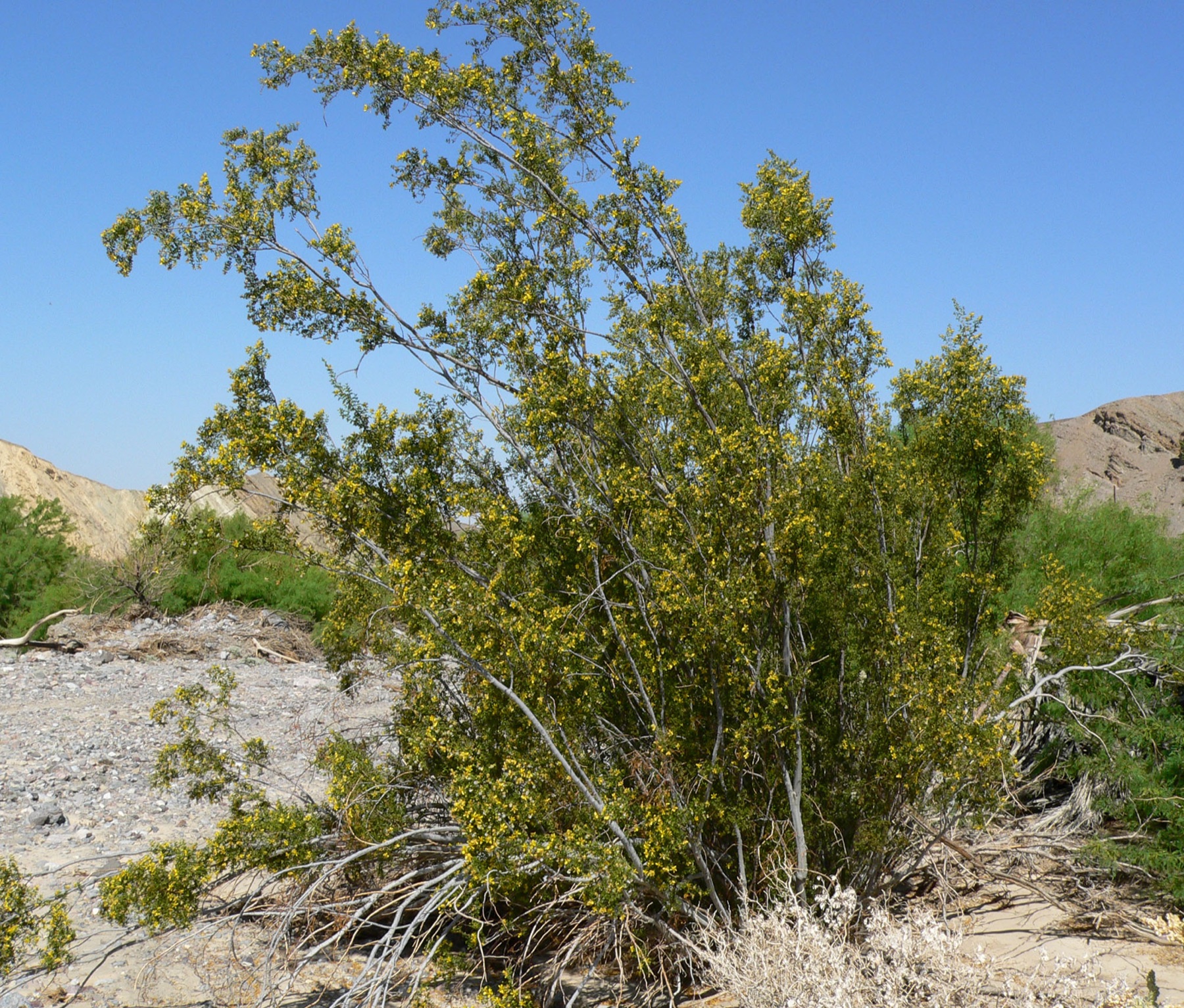 Creosote Bush — photo 20