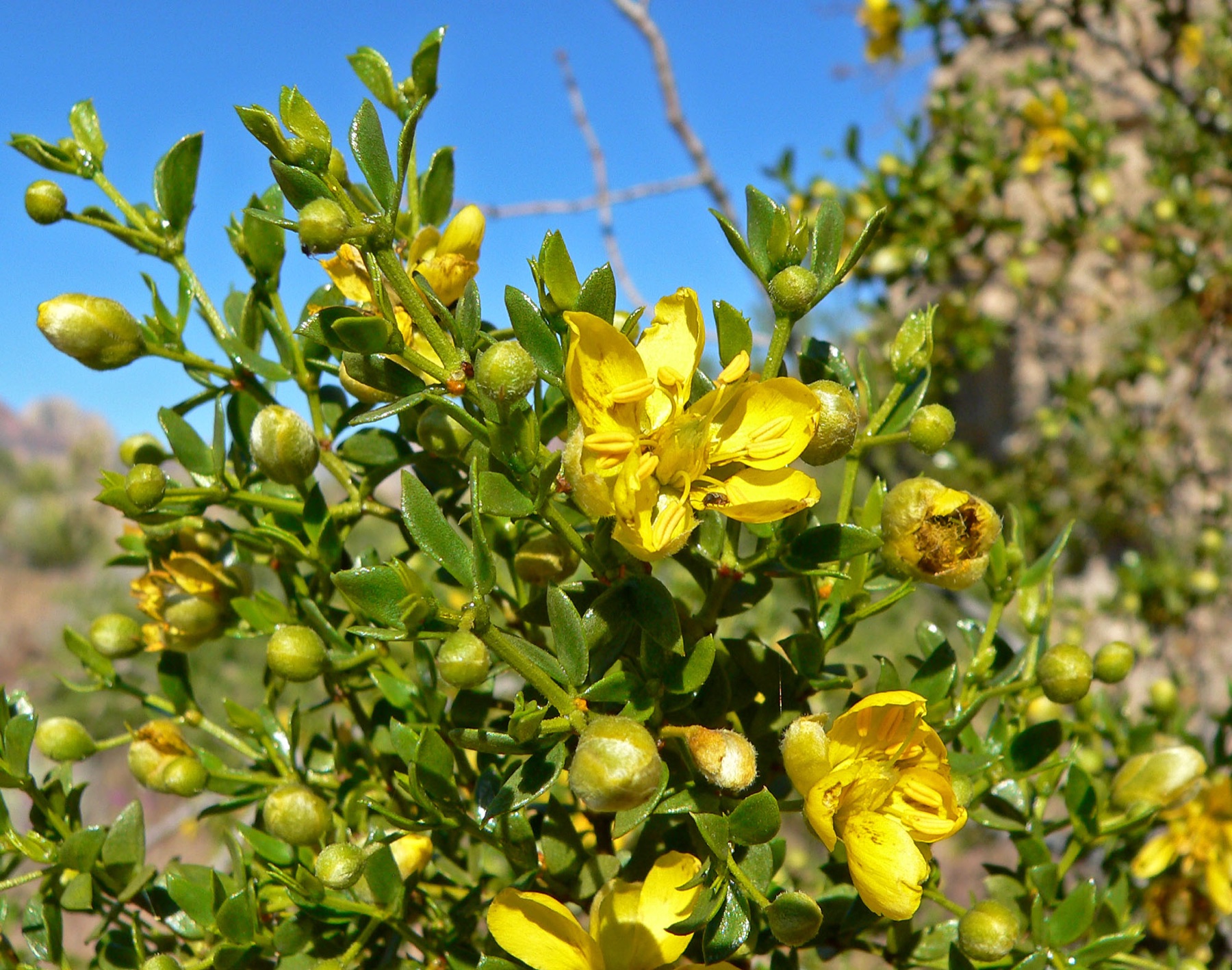 Creosote Bush — photo 21
