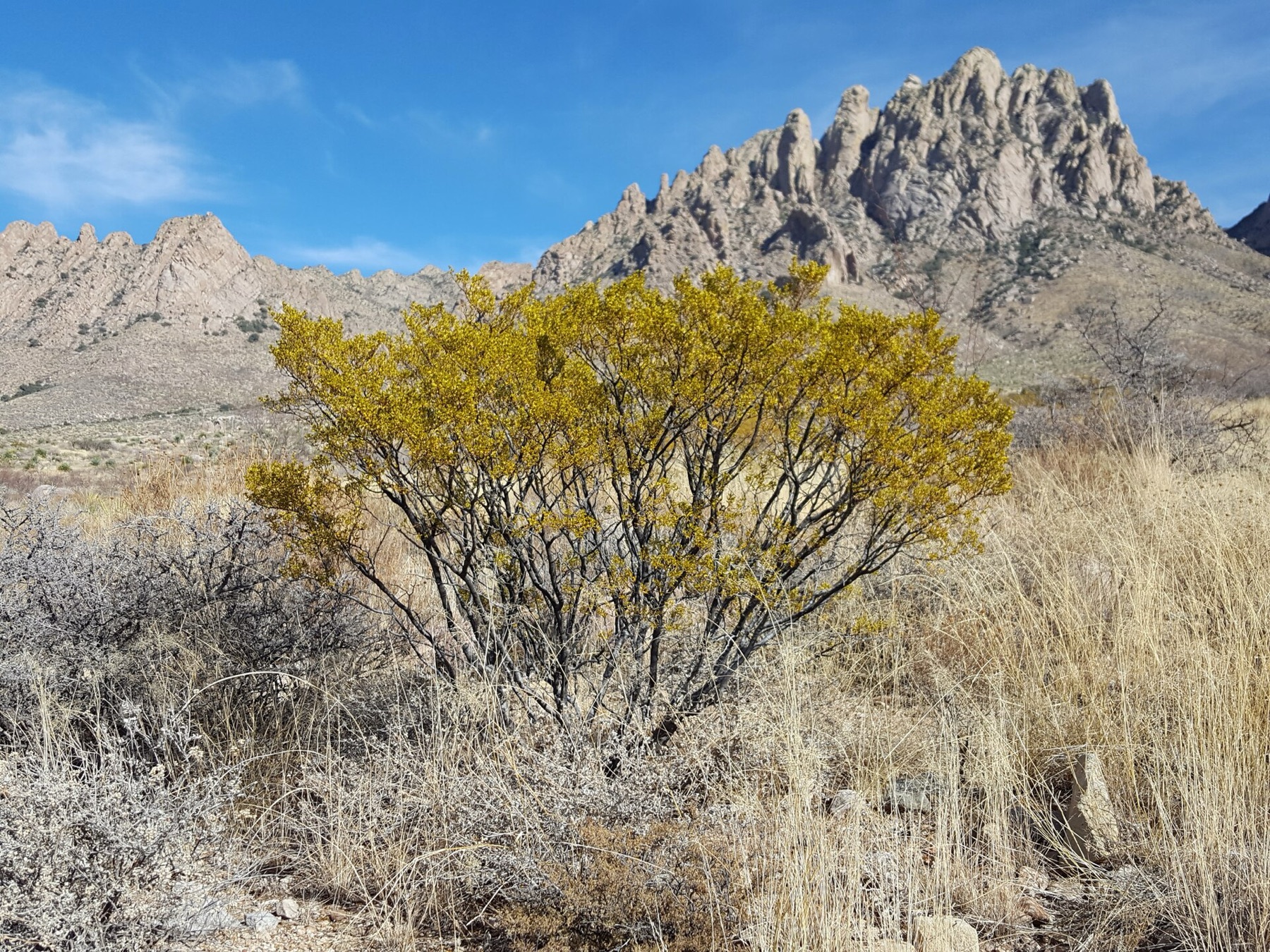Creosote Bush — photo 22