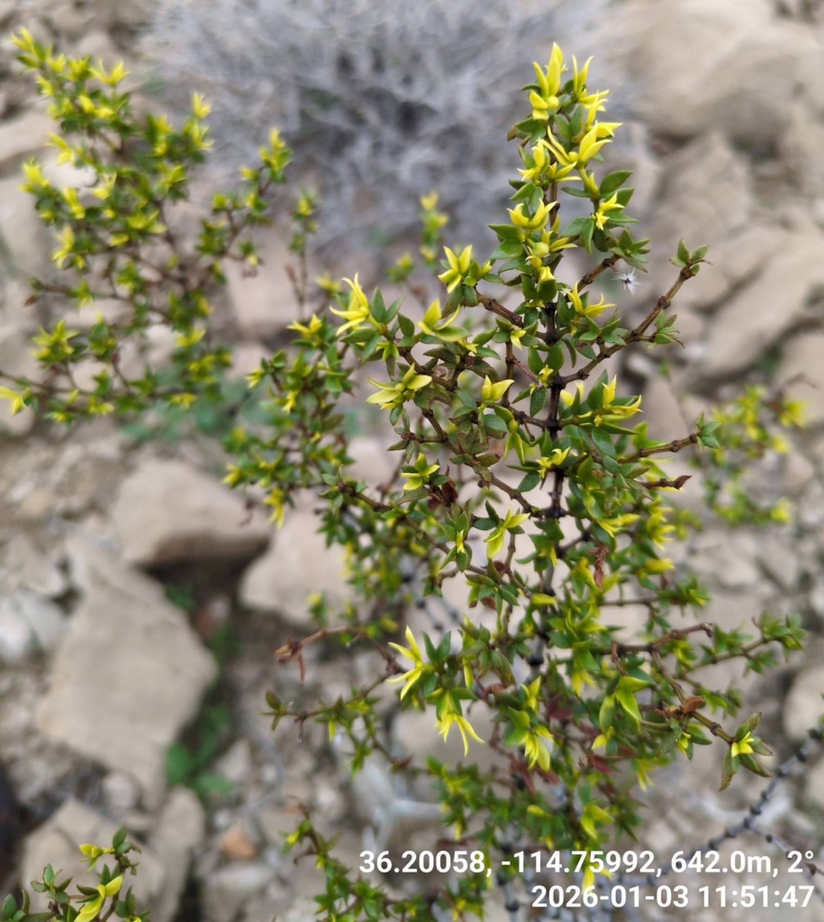 Creosote Bush