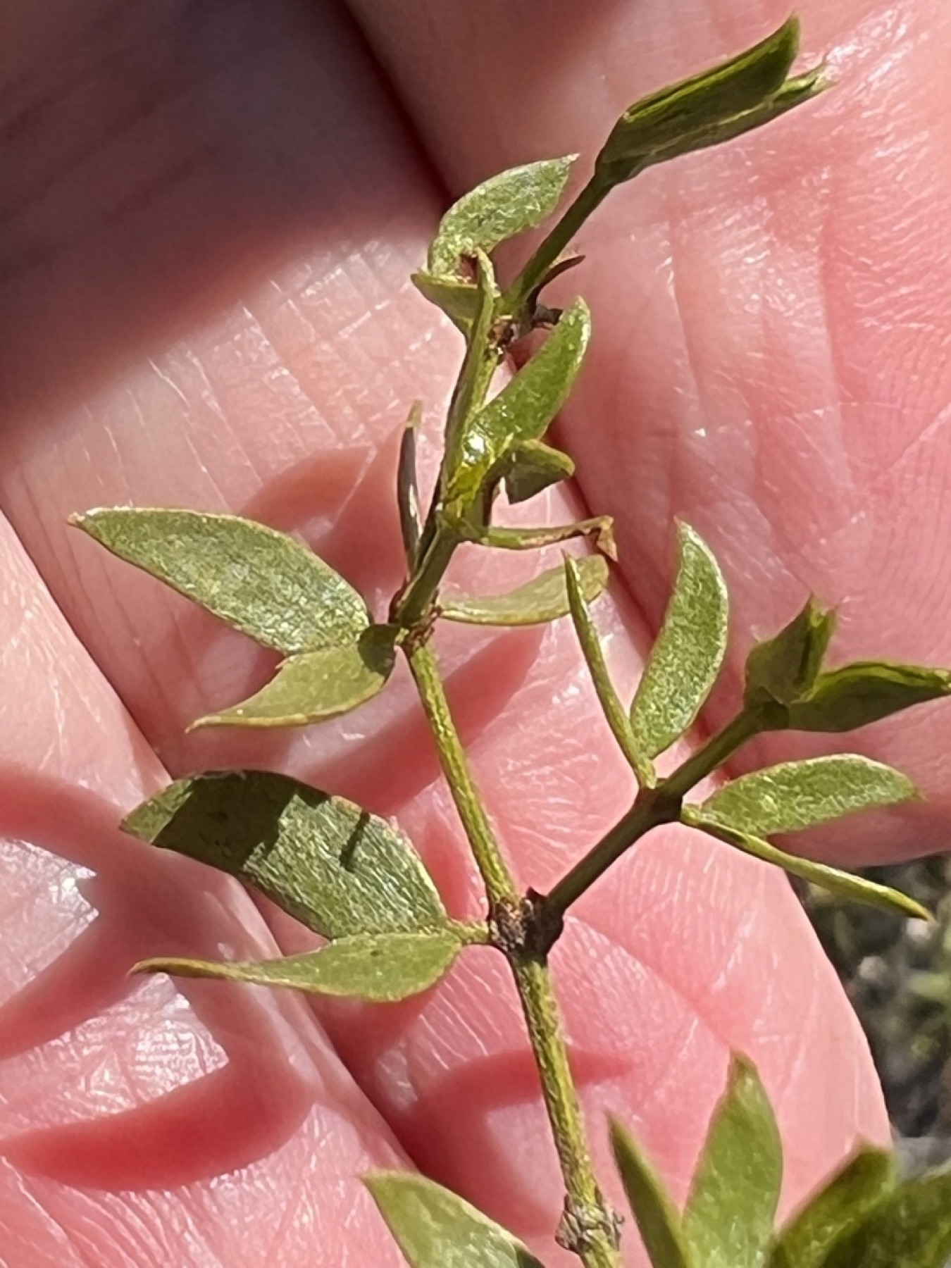 Creosote Bush — photo 2