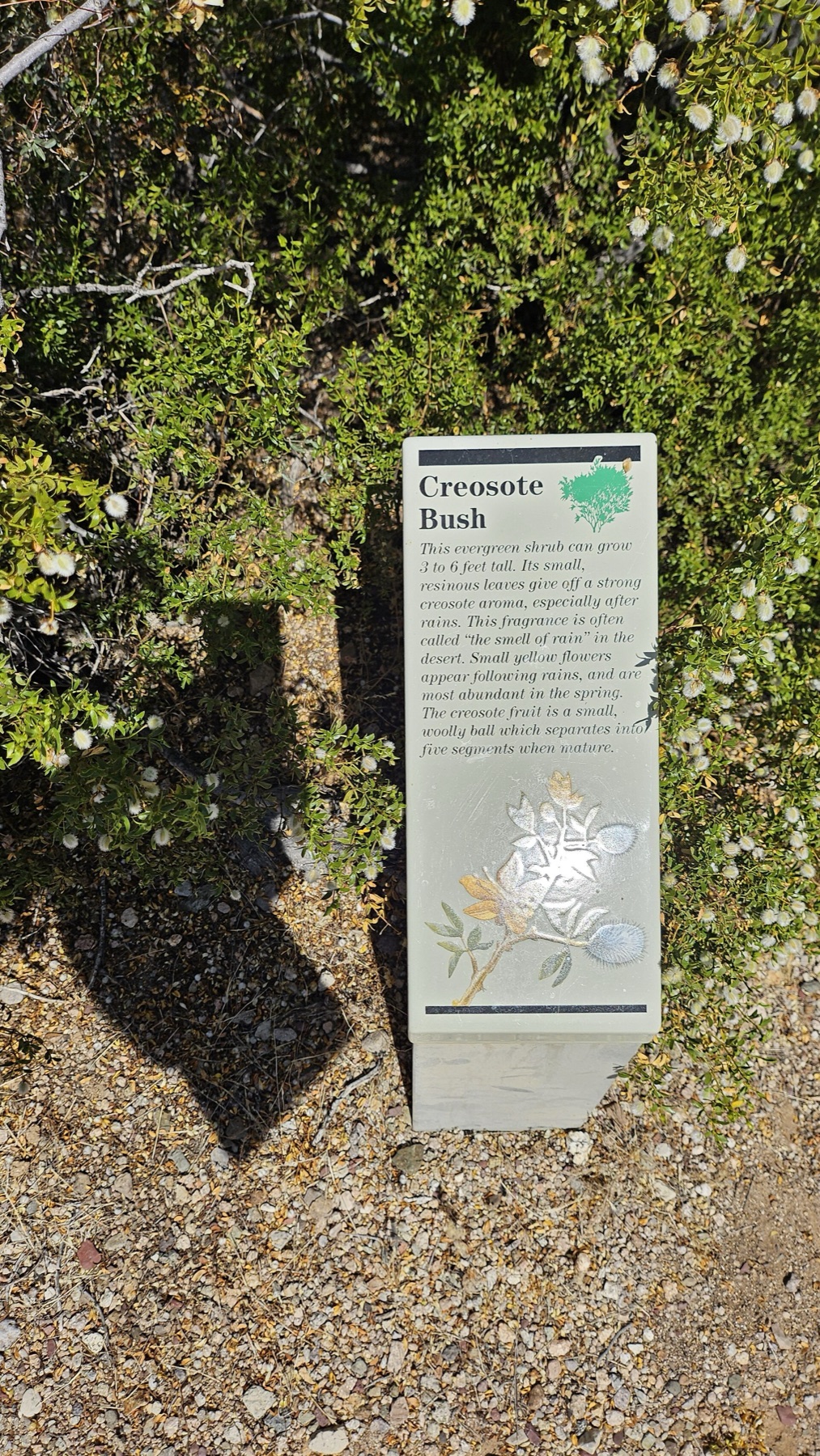 Creosote Bush — photo 3