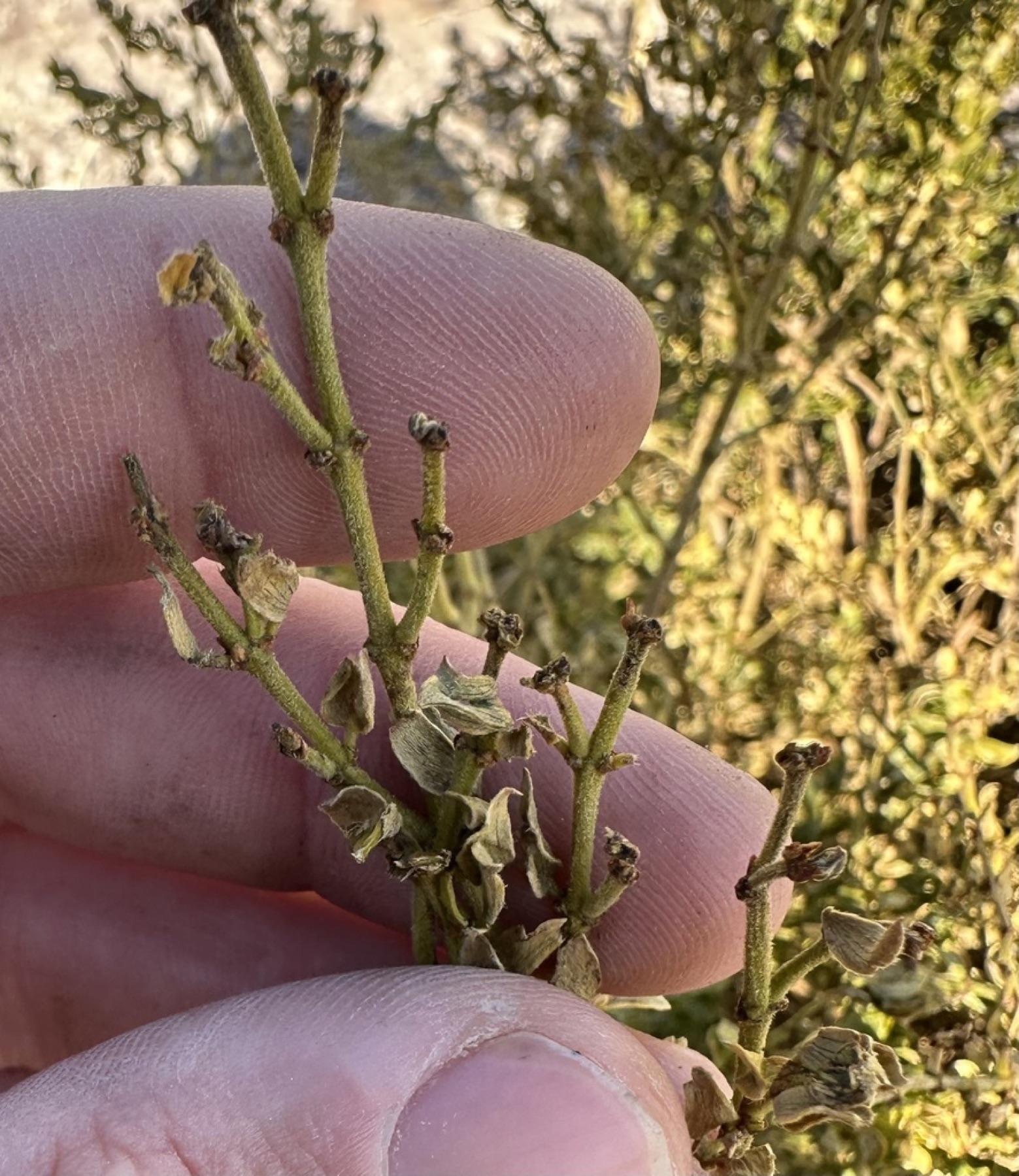 Creosote Bush — photo 4