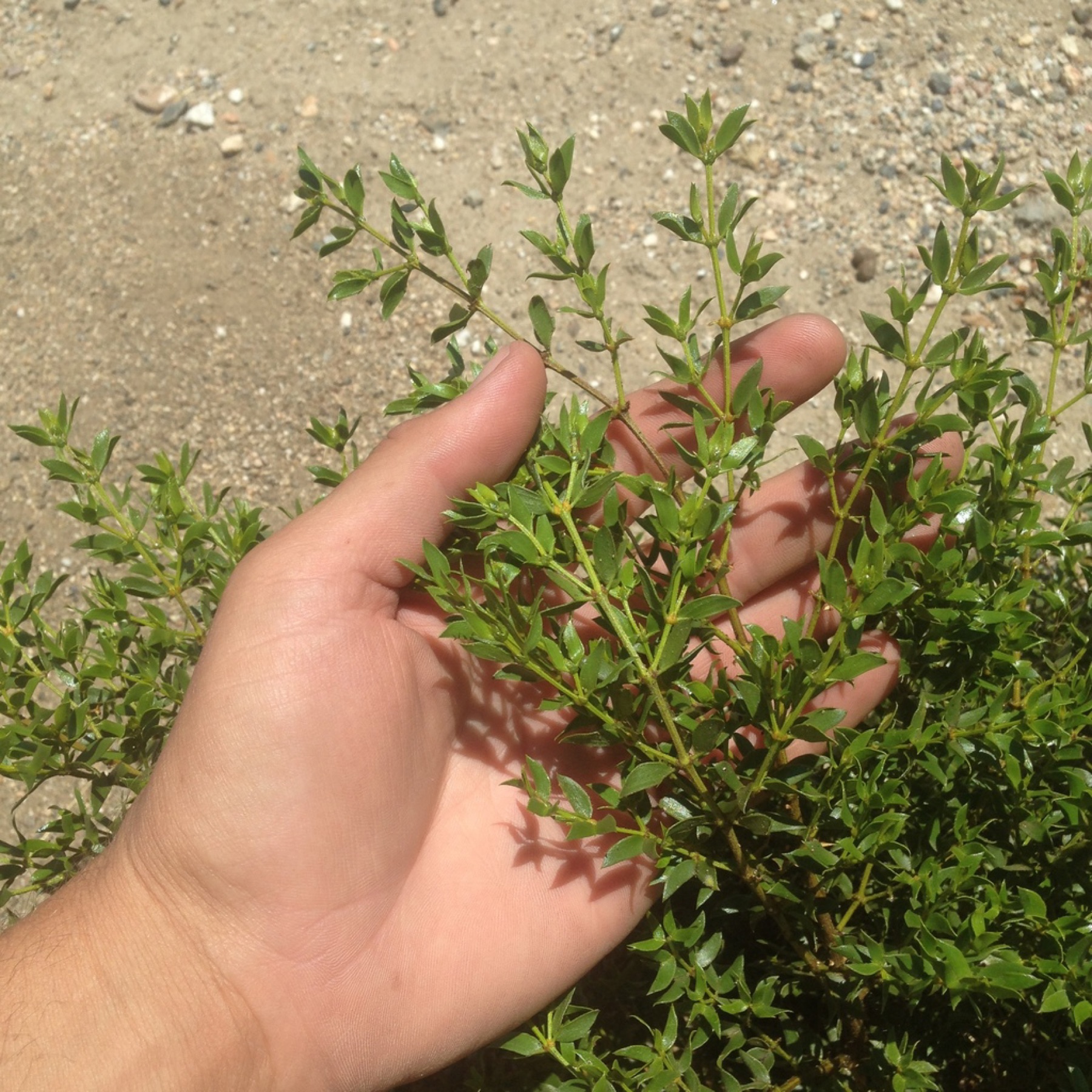 Creosote Bush — photo 5