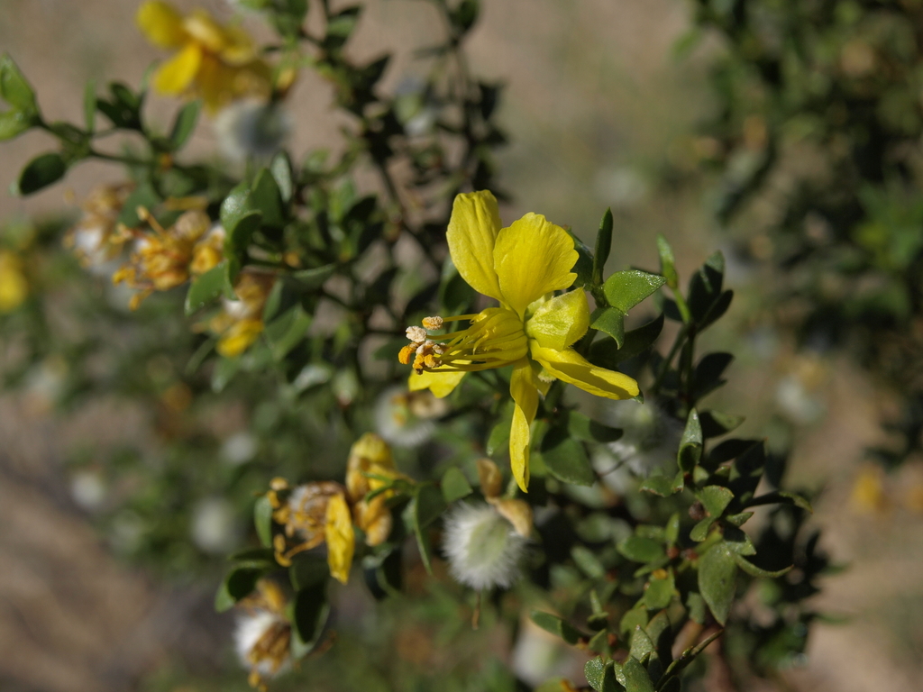 Creosote Bush — photo 23