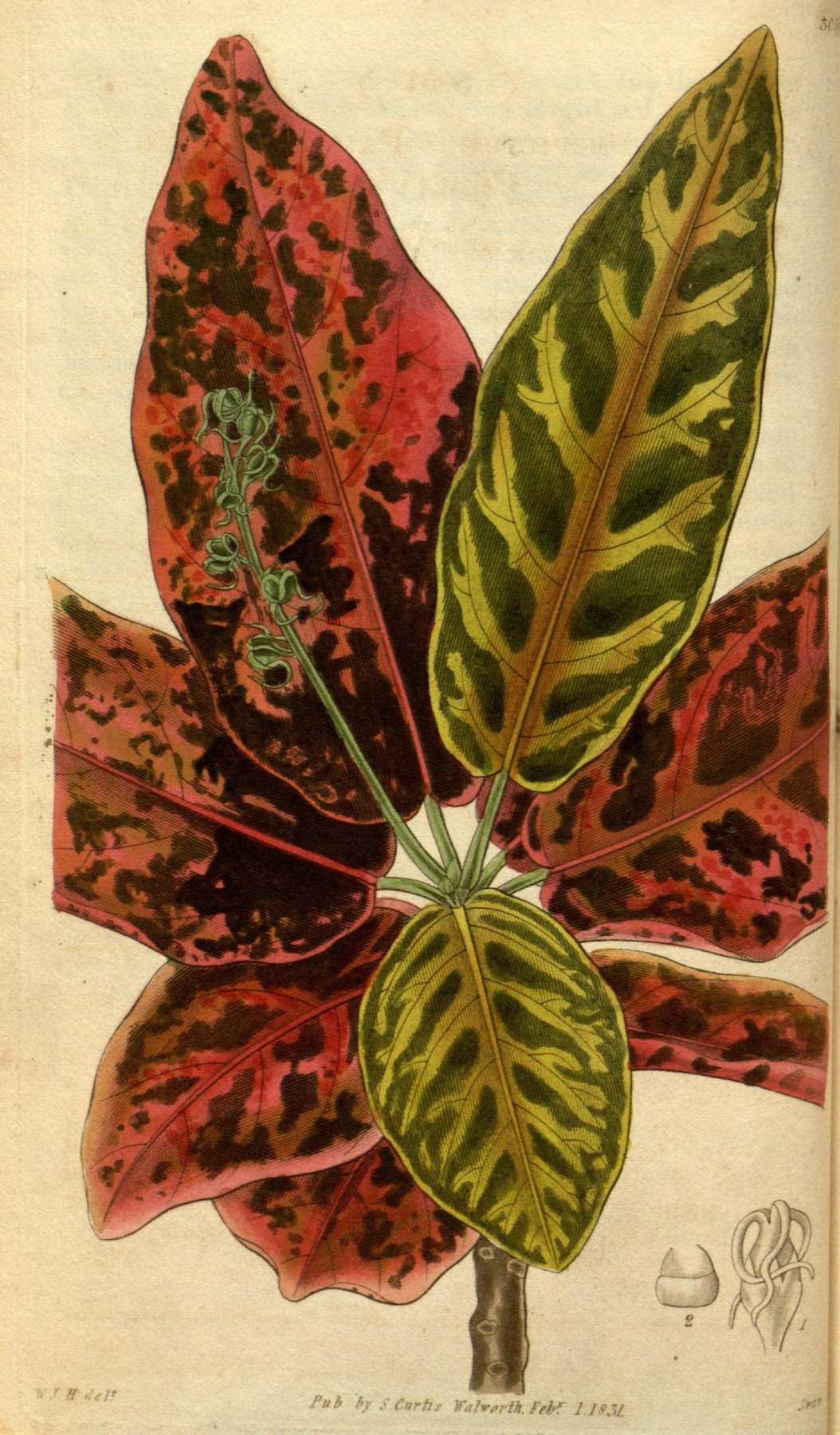 Croton — photo 6