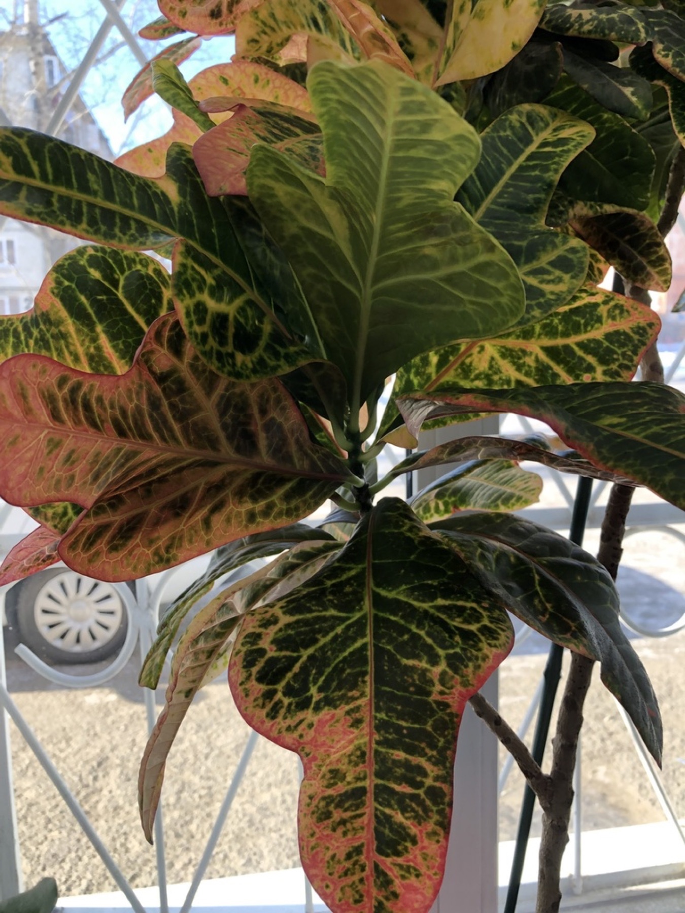 Croton — photo 7