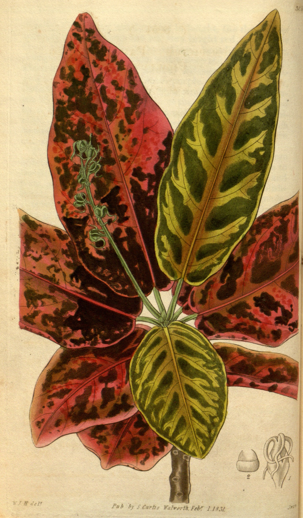 Croton — photo 8