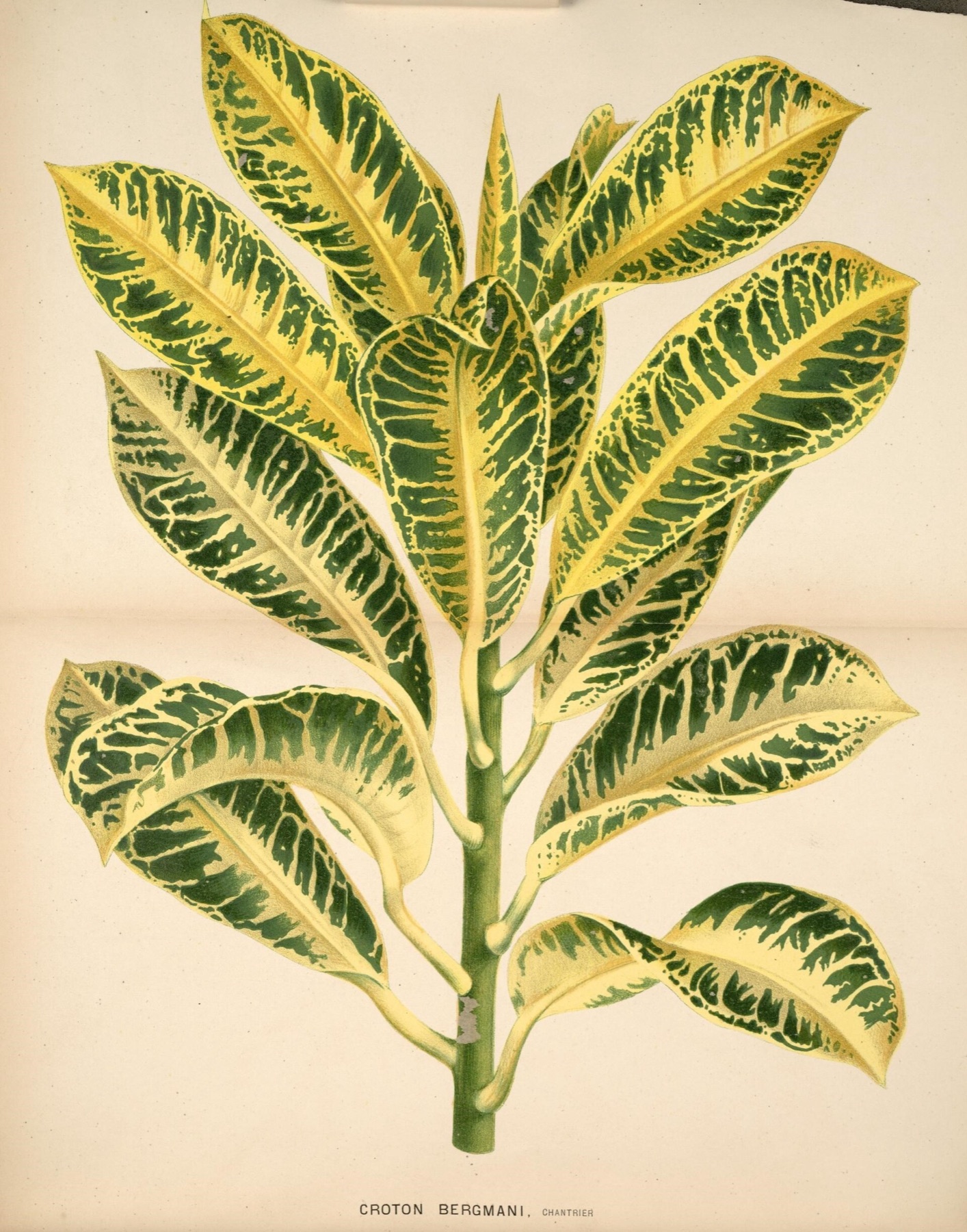 Croton — photo 9