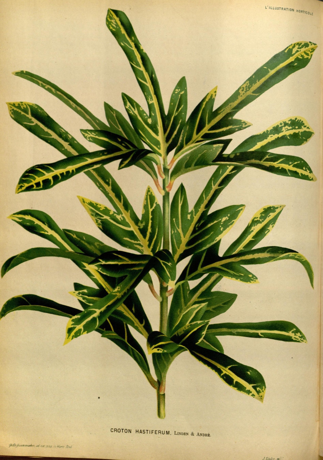 Croton — photo 10
