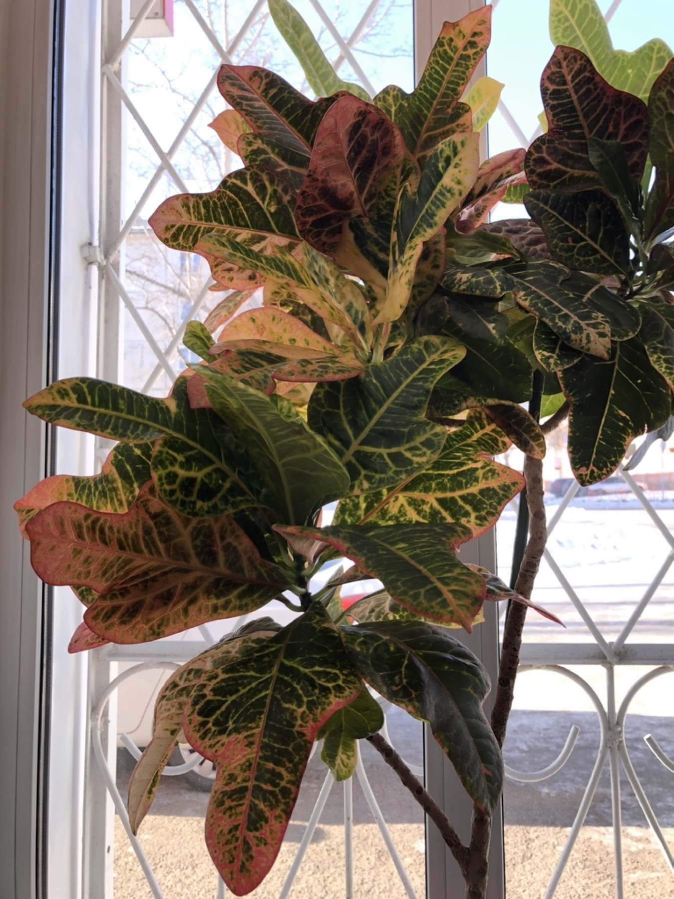 Croton — photo 11