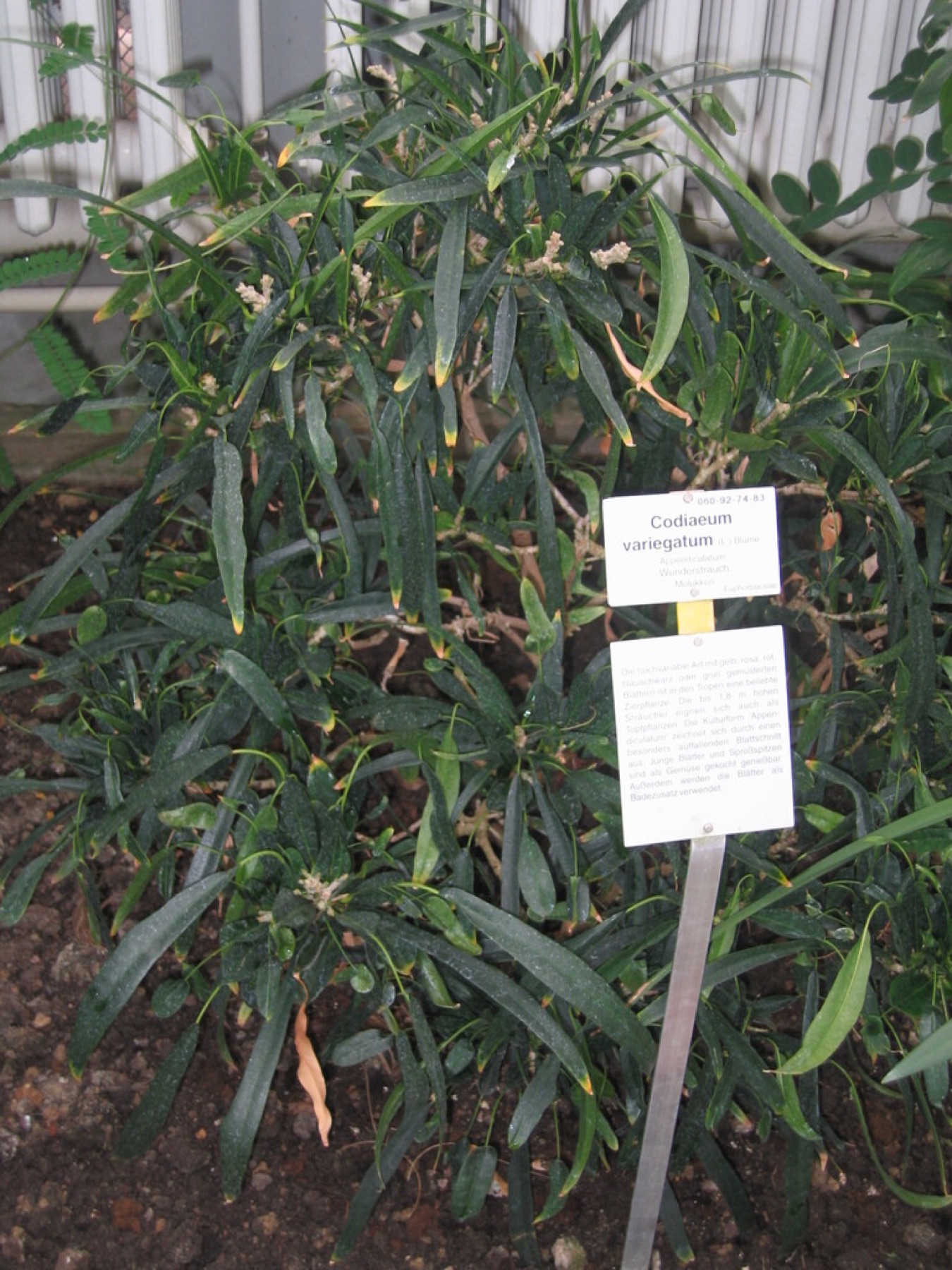 Croton — photo 12
