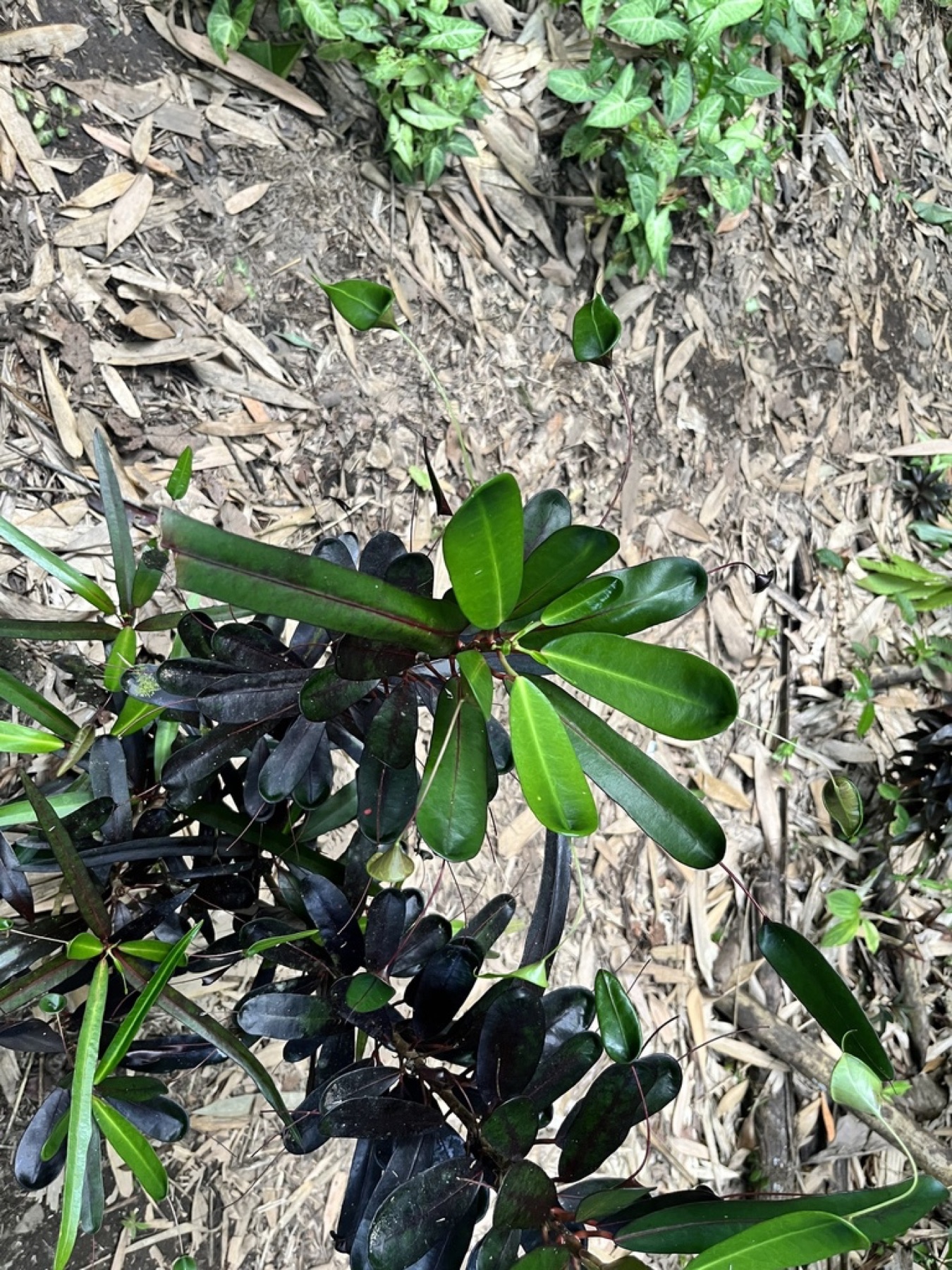 Croton — photo 14
